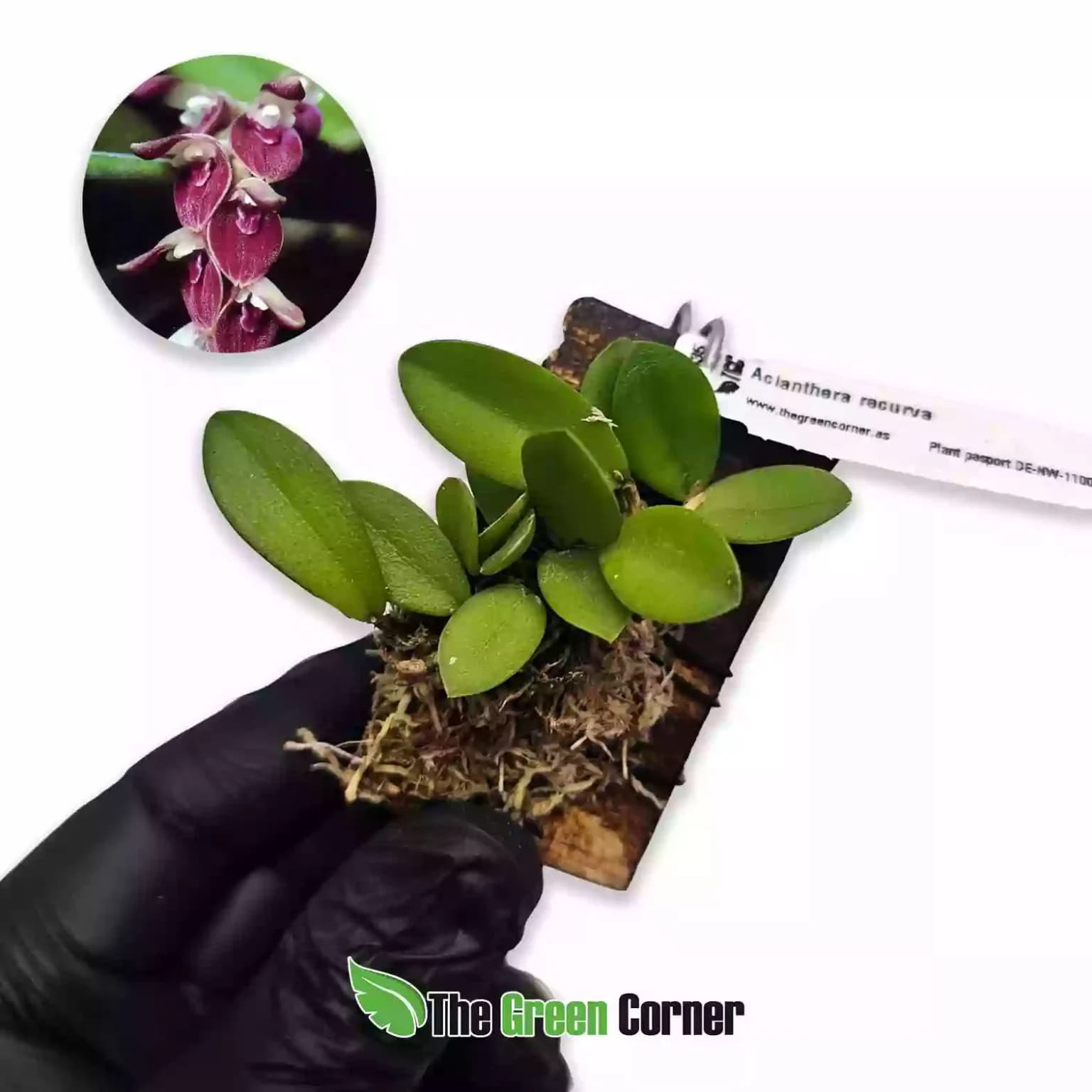 acianthera-recurva-1536x1536