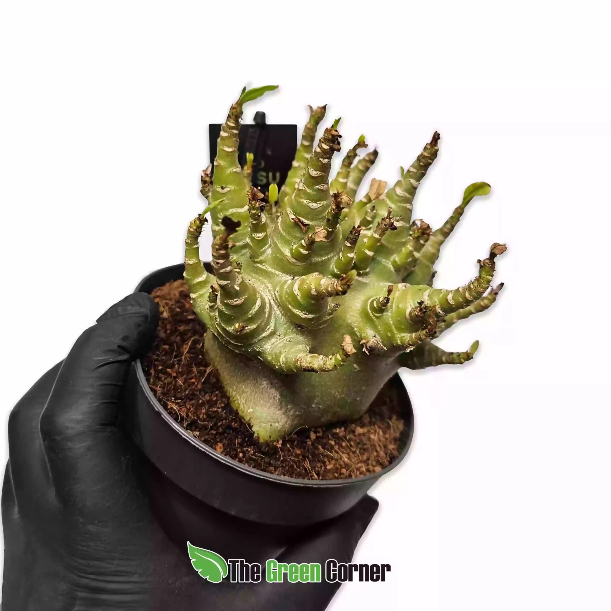 Adenium obesum Baobab Ansu