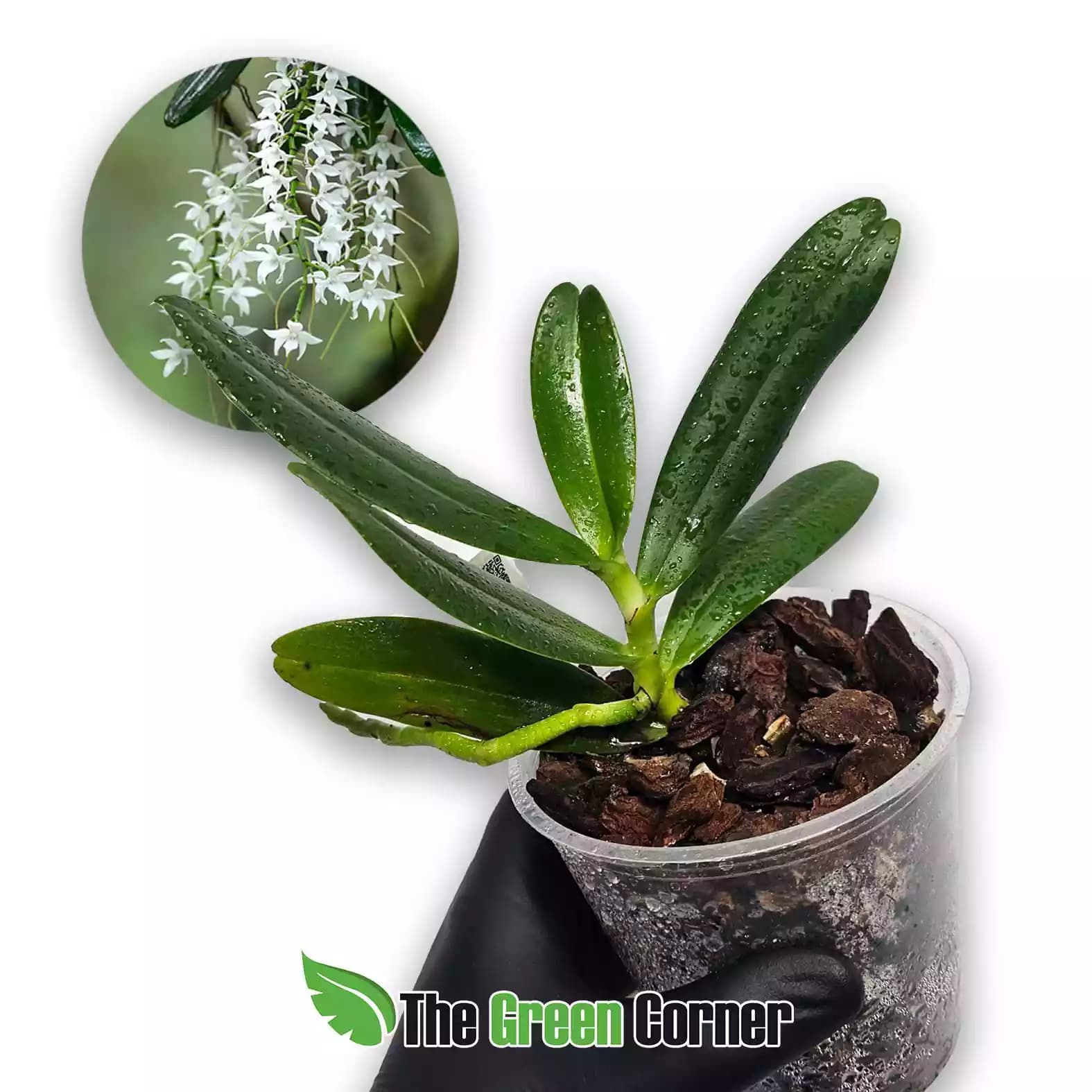 aerangis-articulata