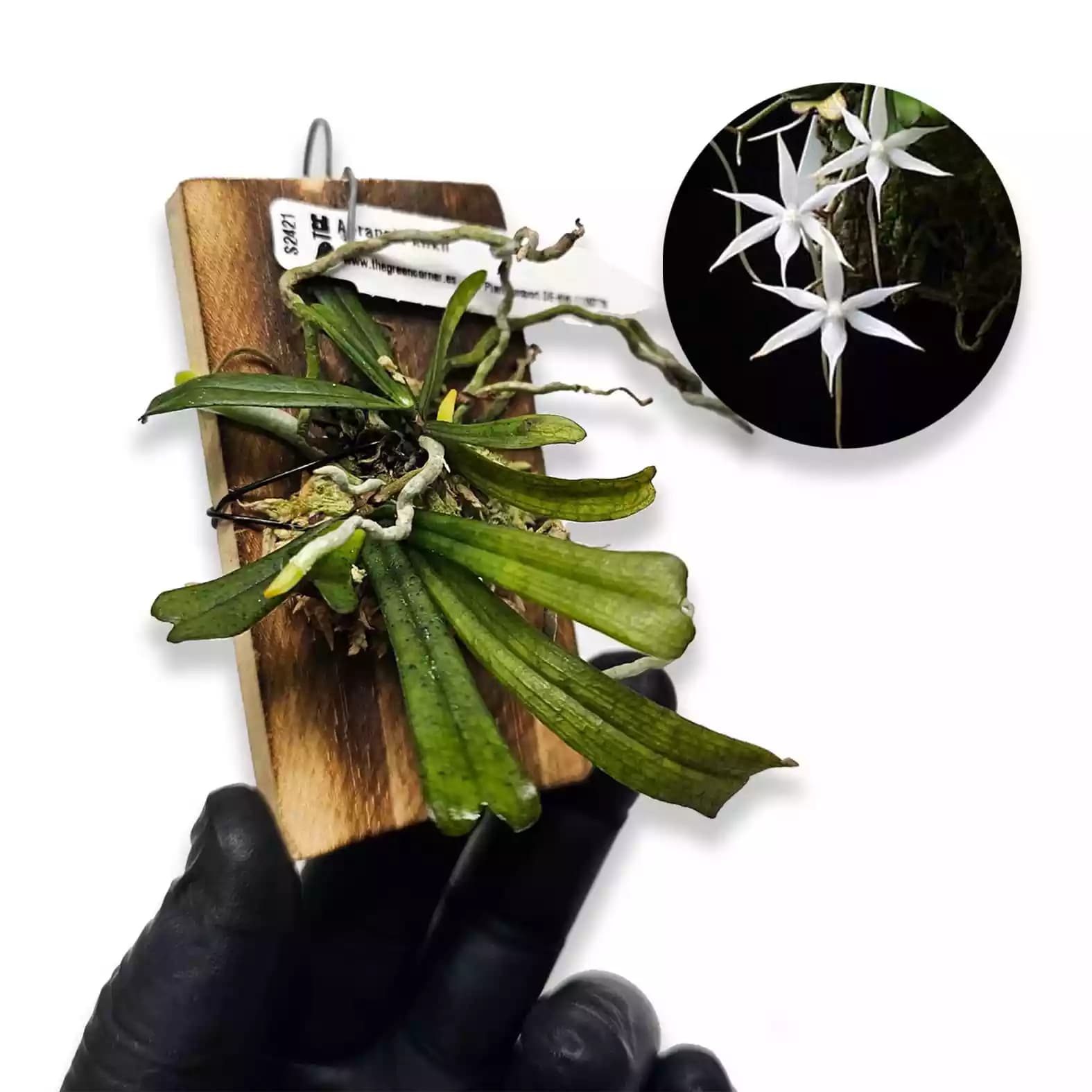 Aerangis kirkii
