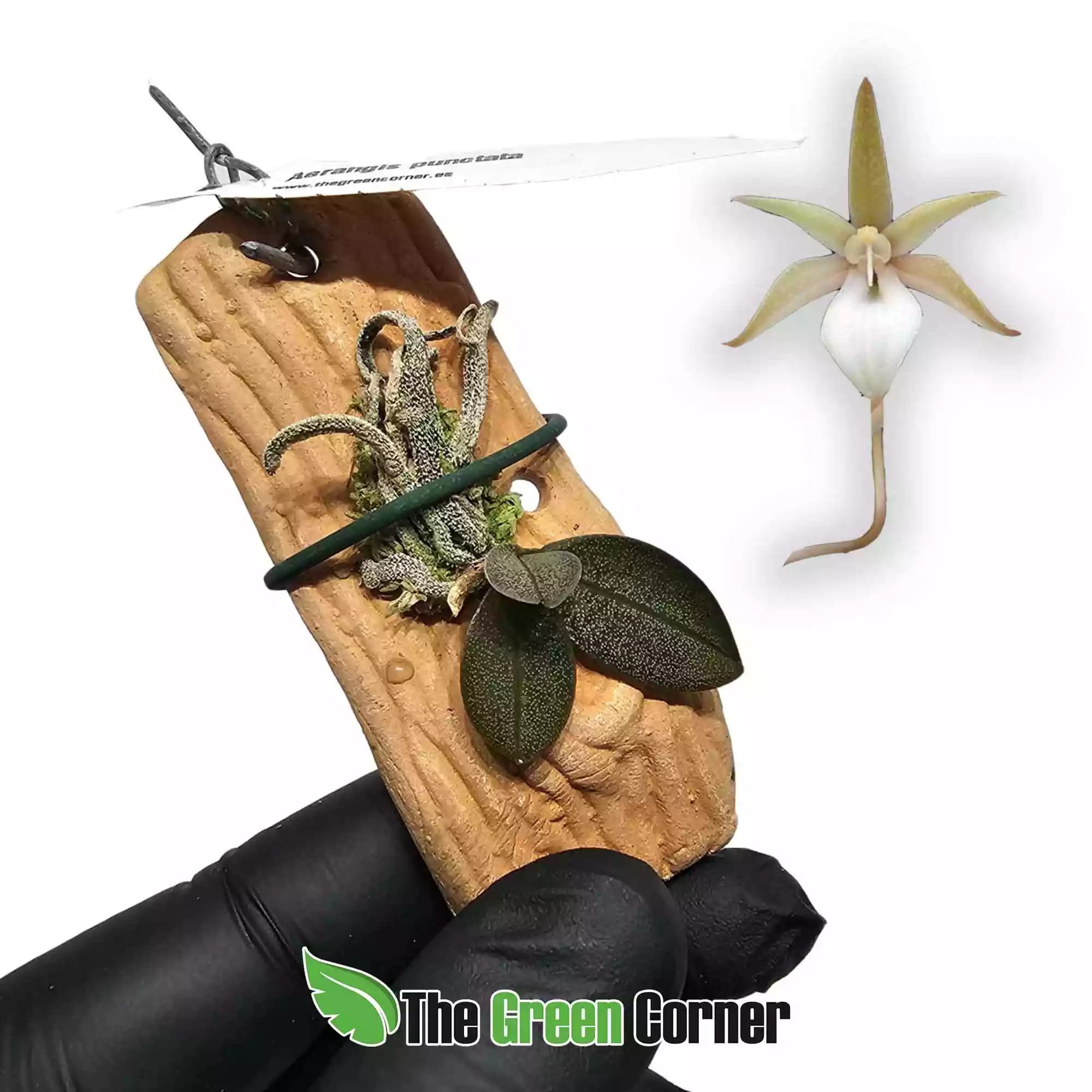 aerangis-punctata