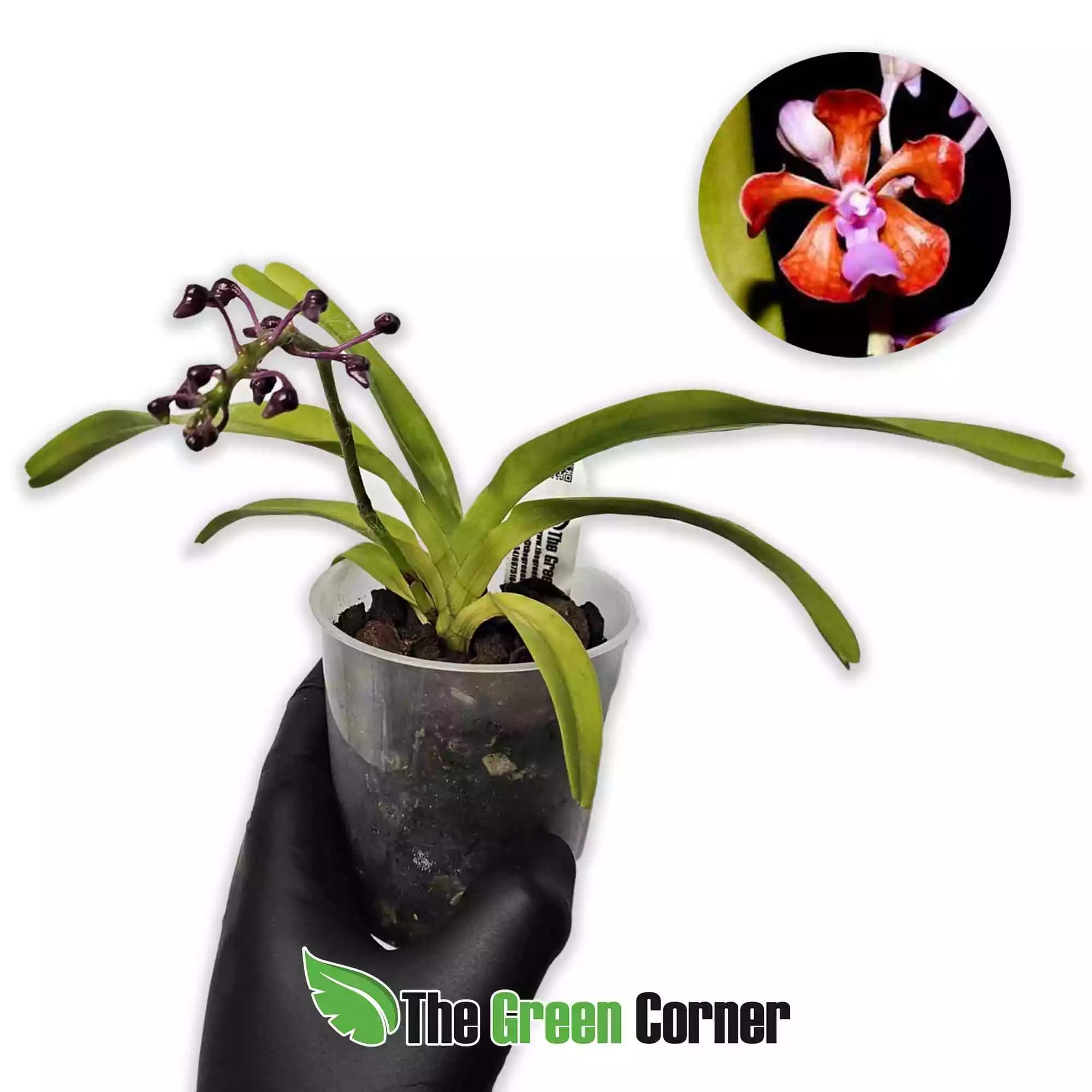 aerides-leeana-x-phal-
