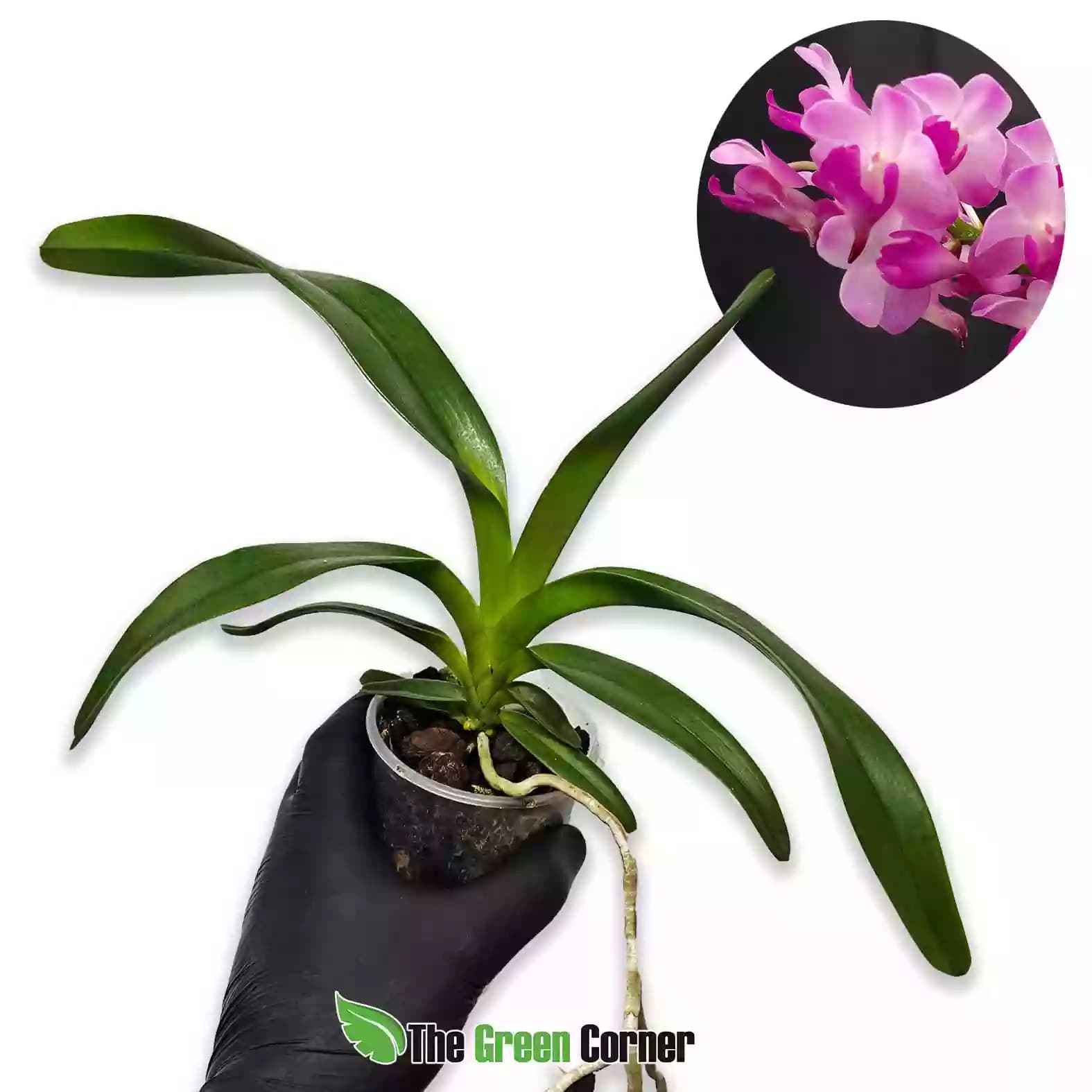 aerides-magnifica-pink