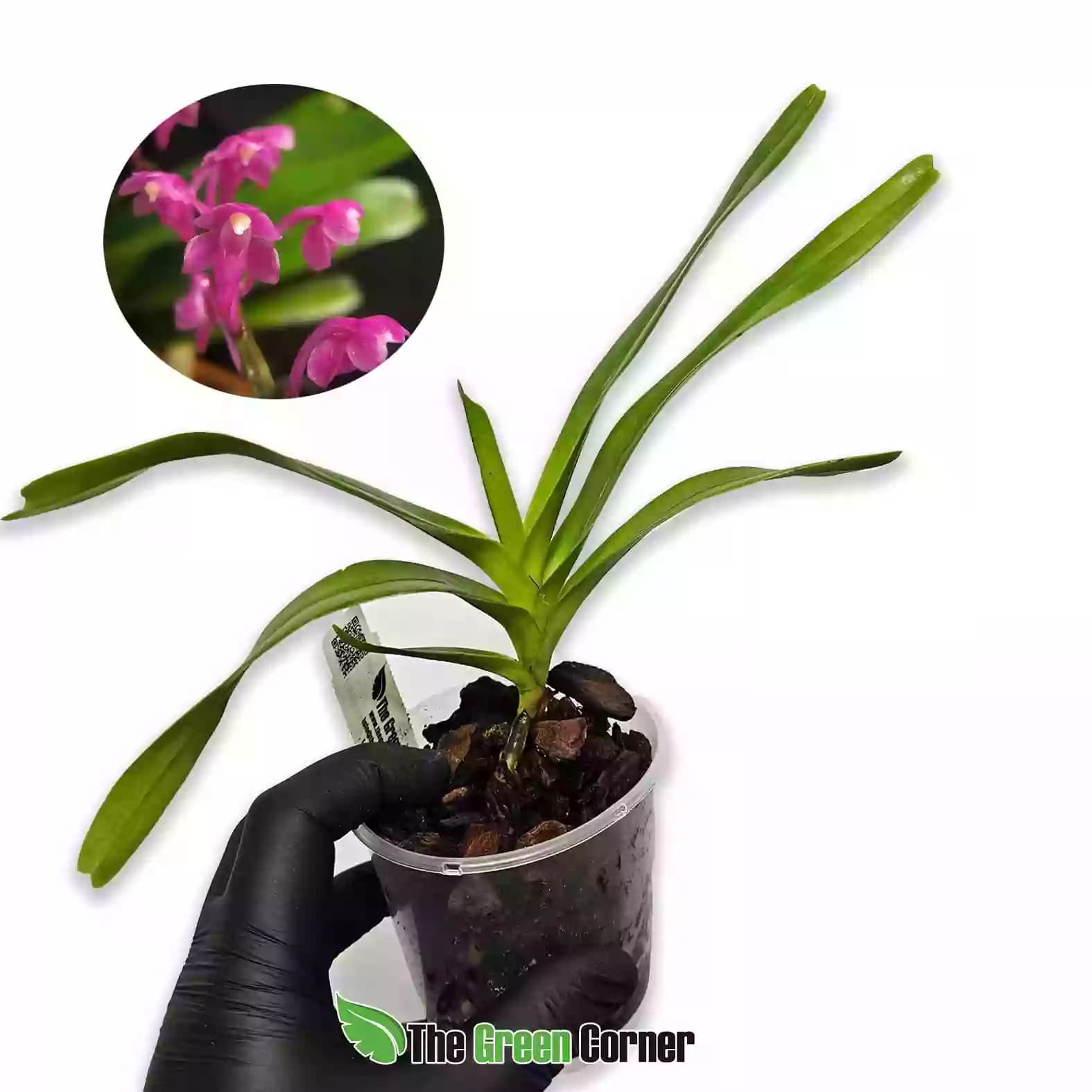 aerides-thibutana
