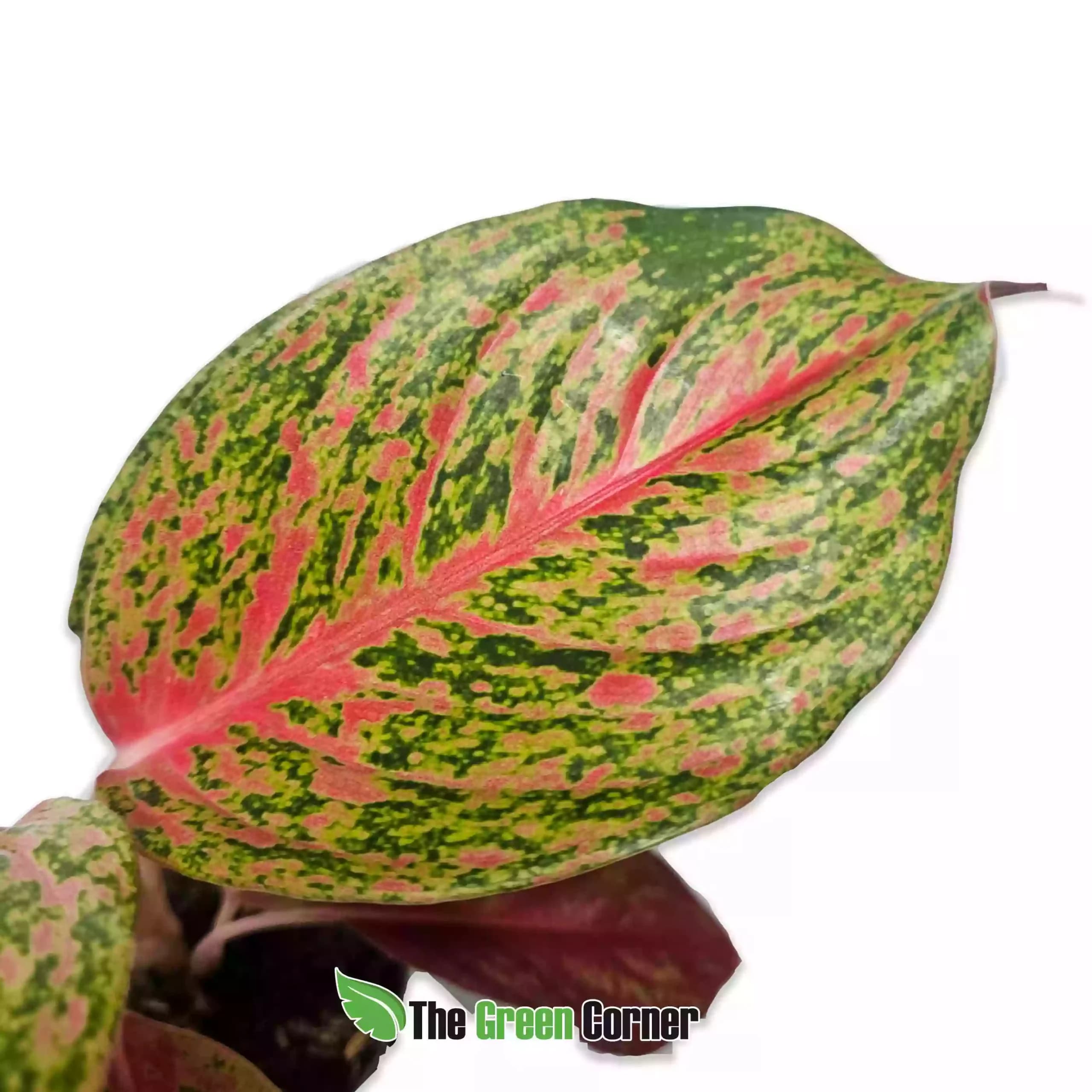 Aglaonema Jazzy Red
