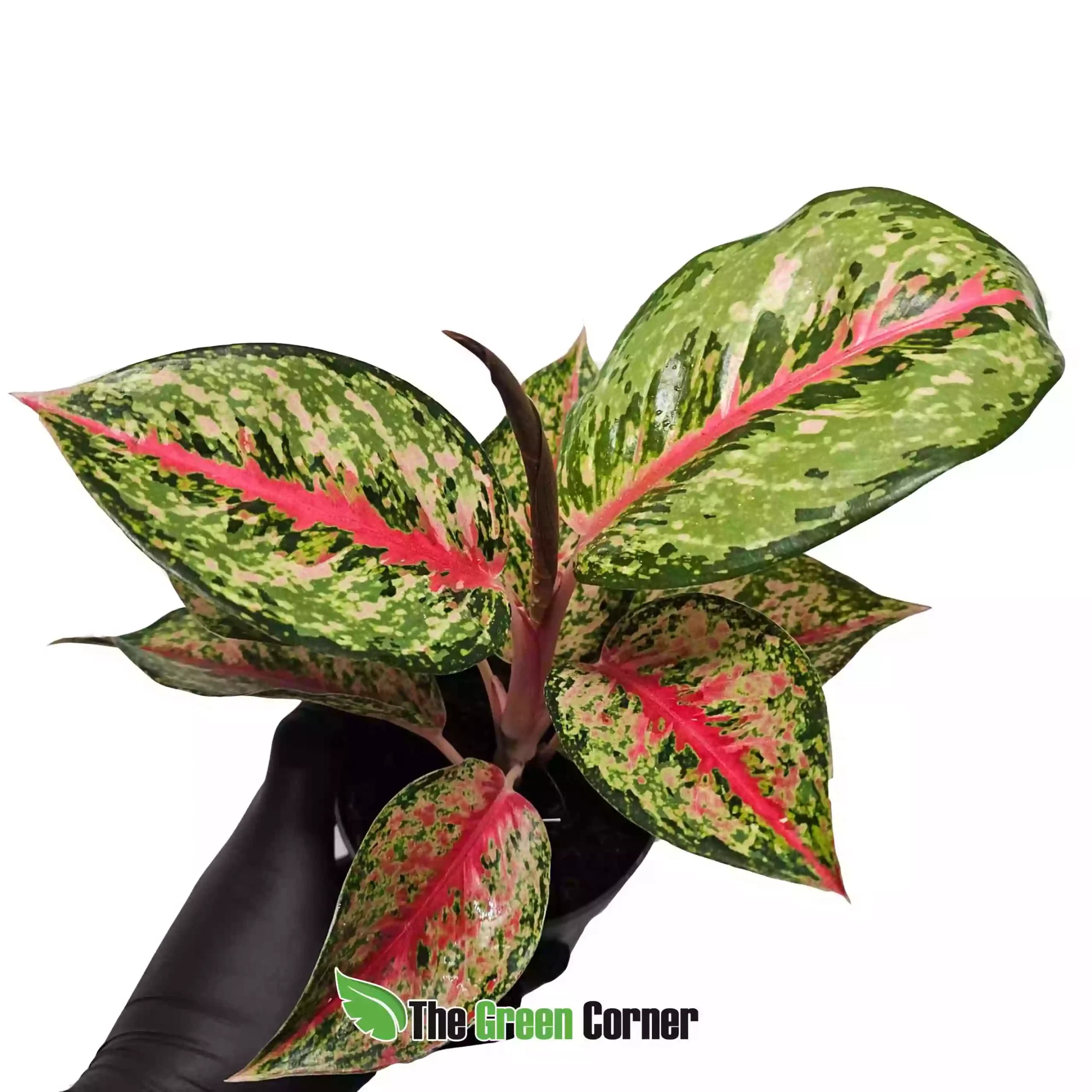 Aglaonema Paradise Red