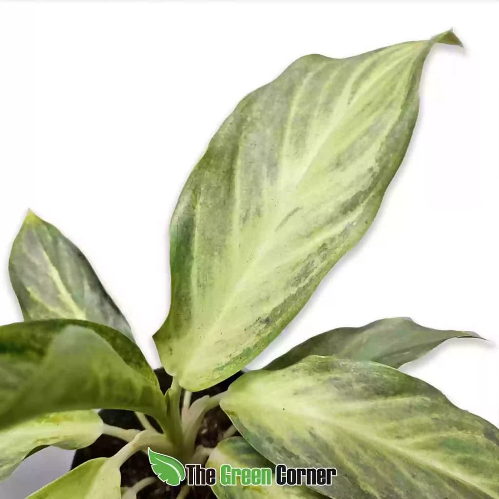 aglaonema-aqua-green-detalle-1024x1024