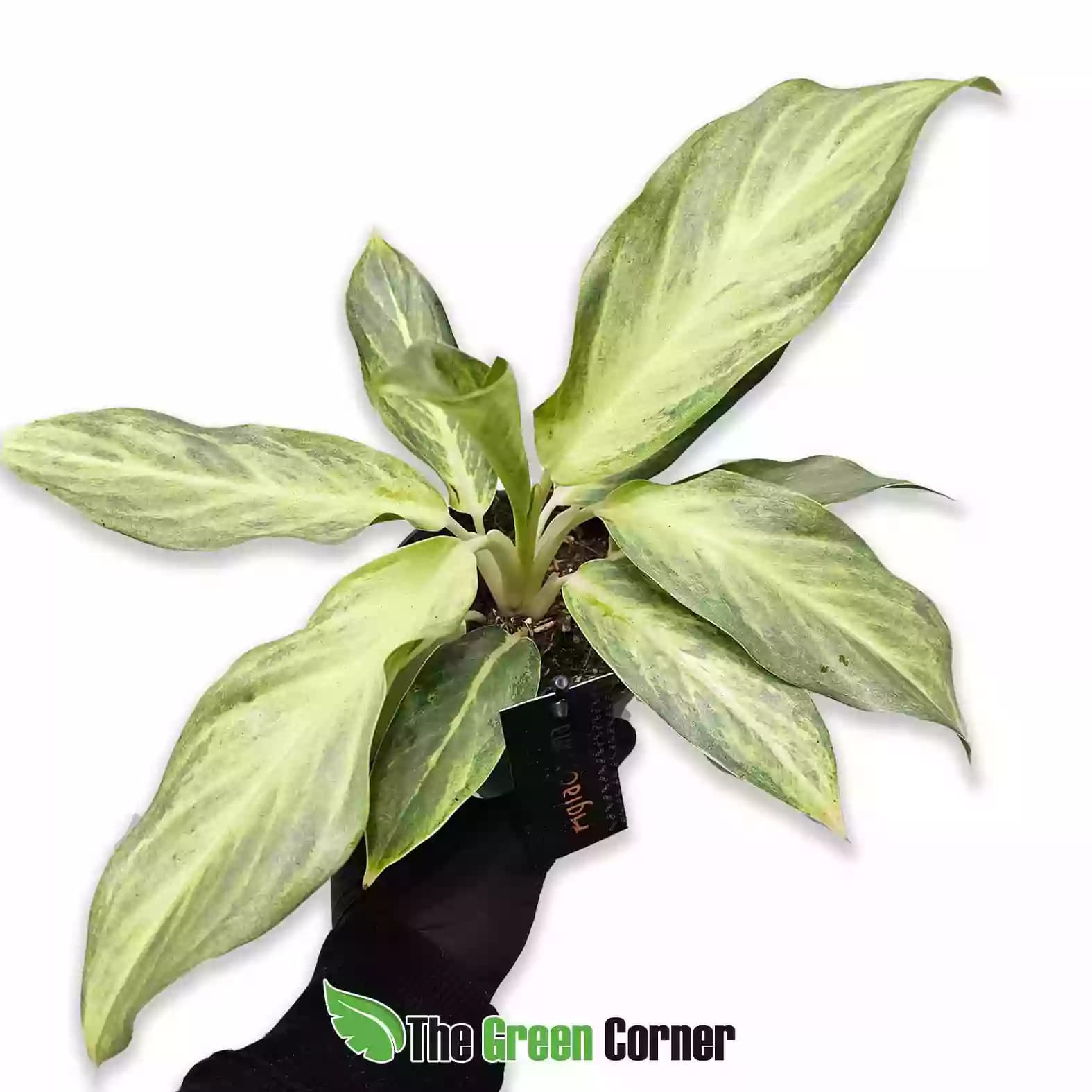 aglaonema-aqua-green