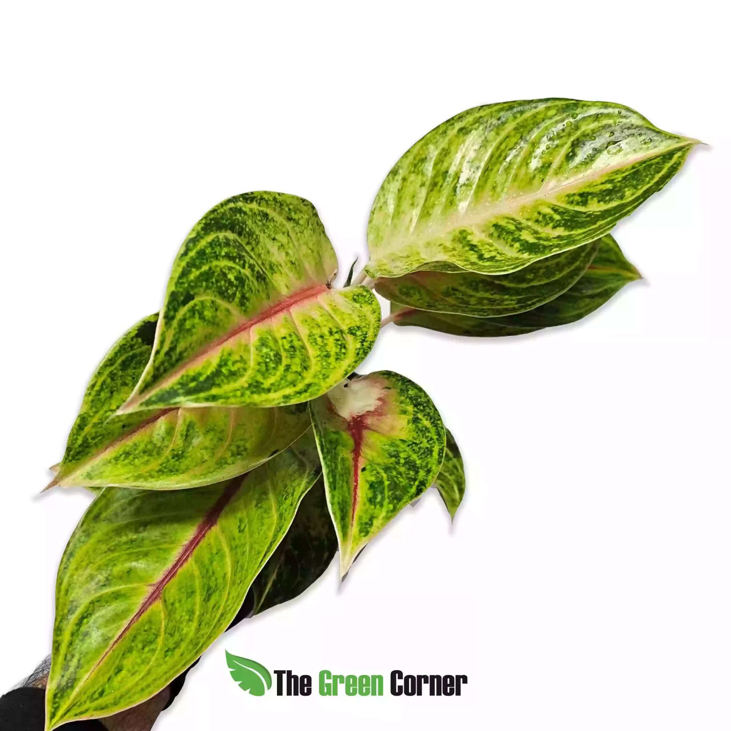 Aglaonema Eyecatcher