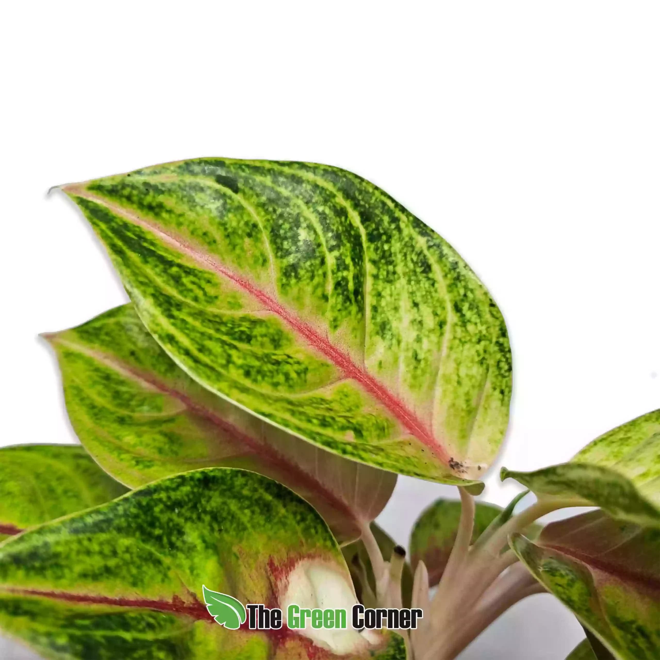 Aglaonema Eyecatcher