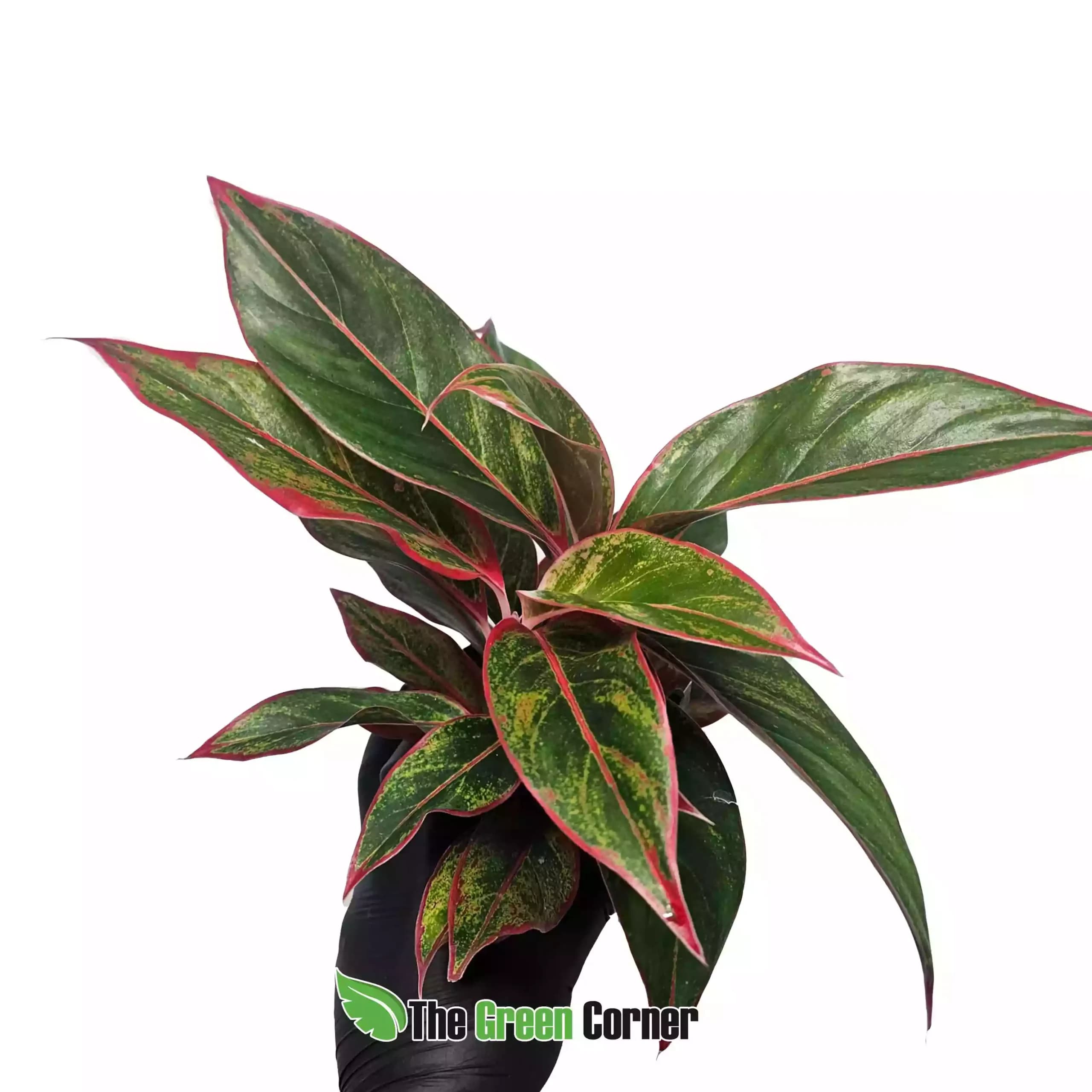 aglaonema-jungle-Lava-general