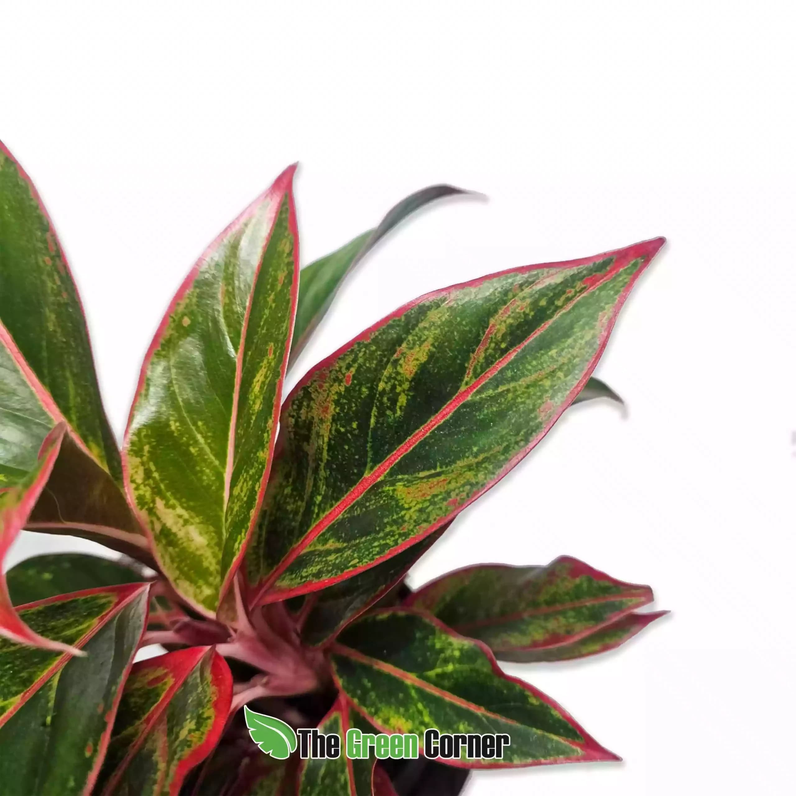 aglaonema-jungle-Lava-general