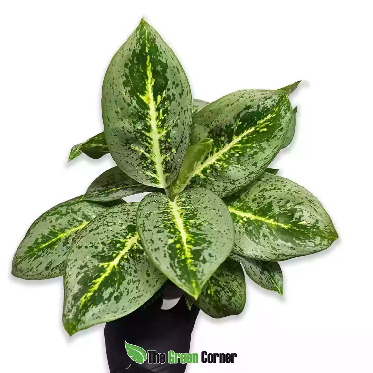 aglaonema-lemon-mint-1536x1536