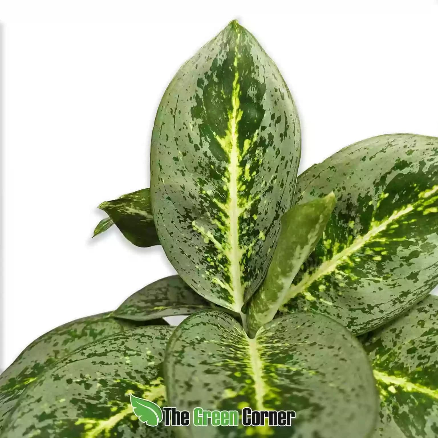aglaonema-lemon-mint-detalle-1536x1536