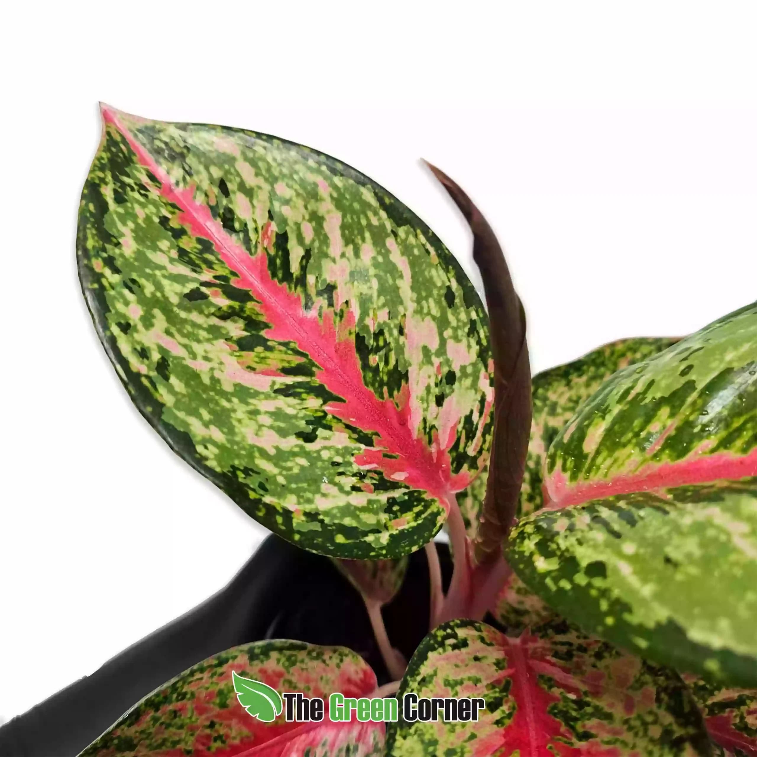 Aglaonema Paradise Red
