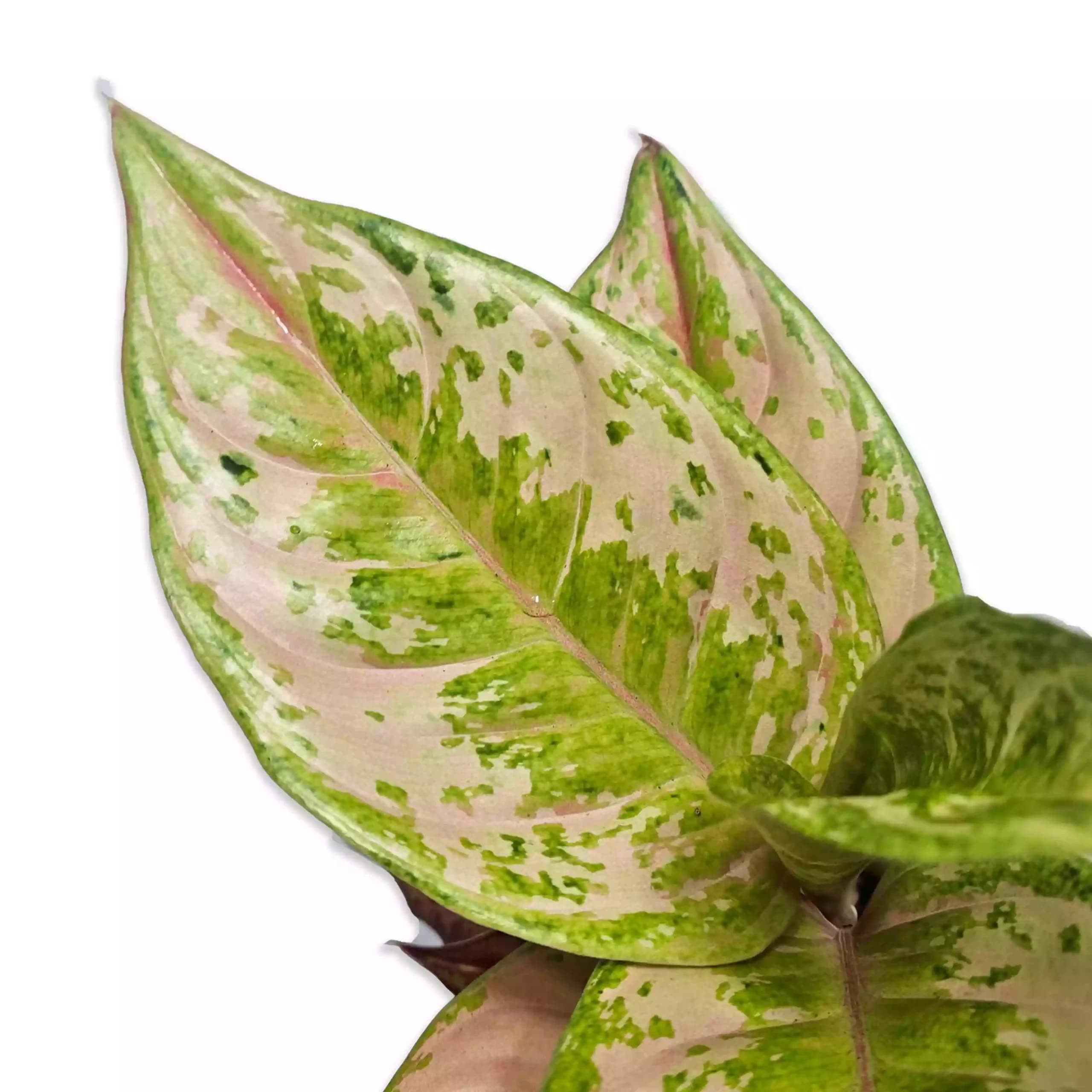 aglaonema-pastella-detalle