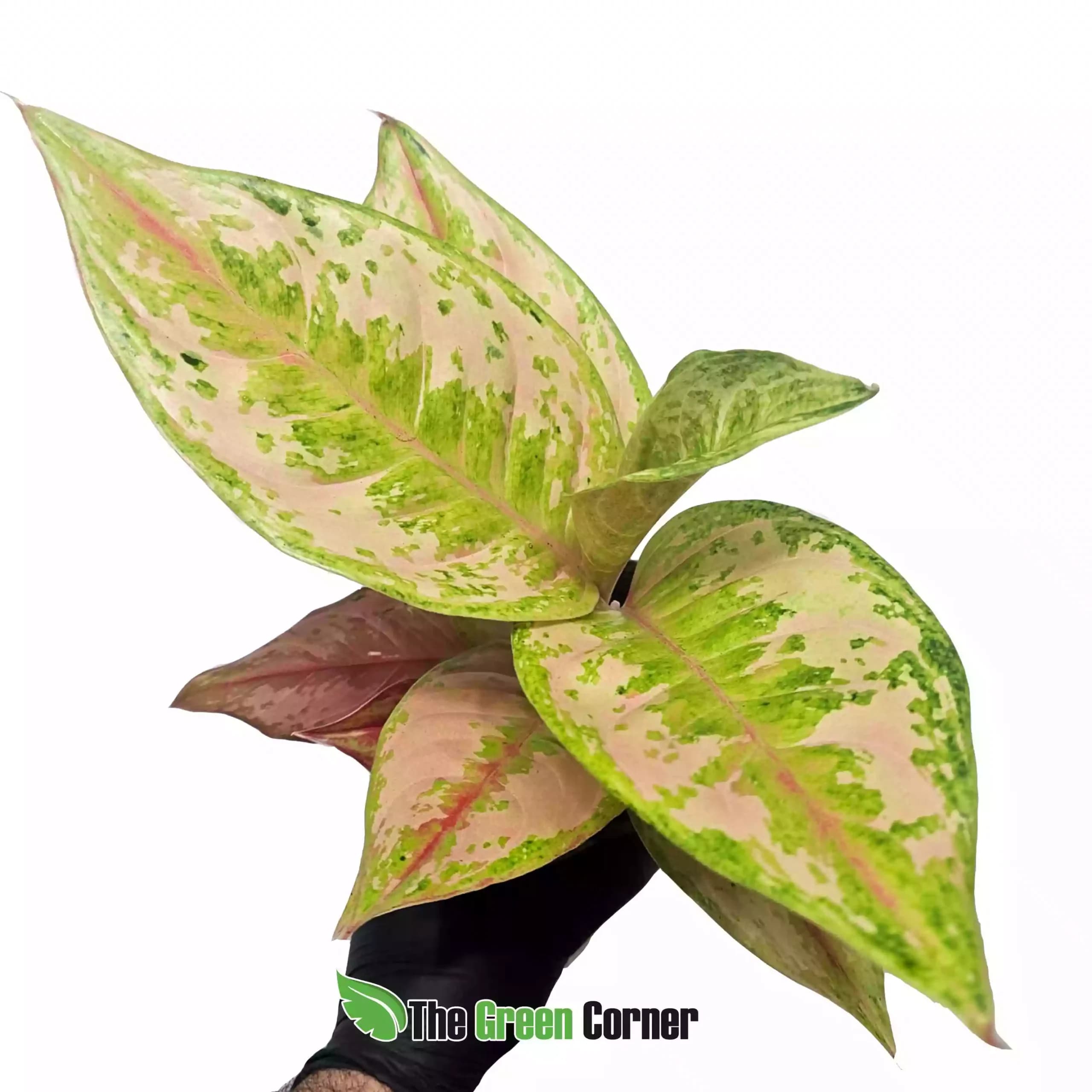 aglaonema-pastella
