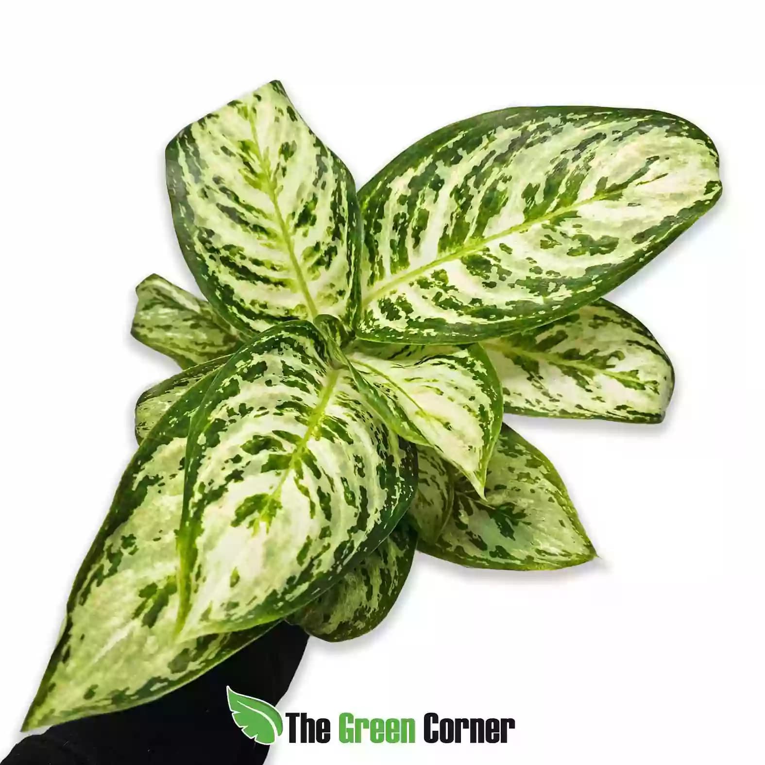aglaonema-polar-springtime-general