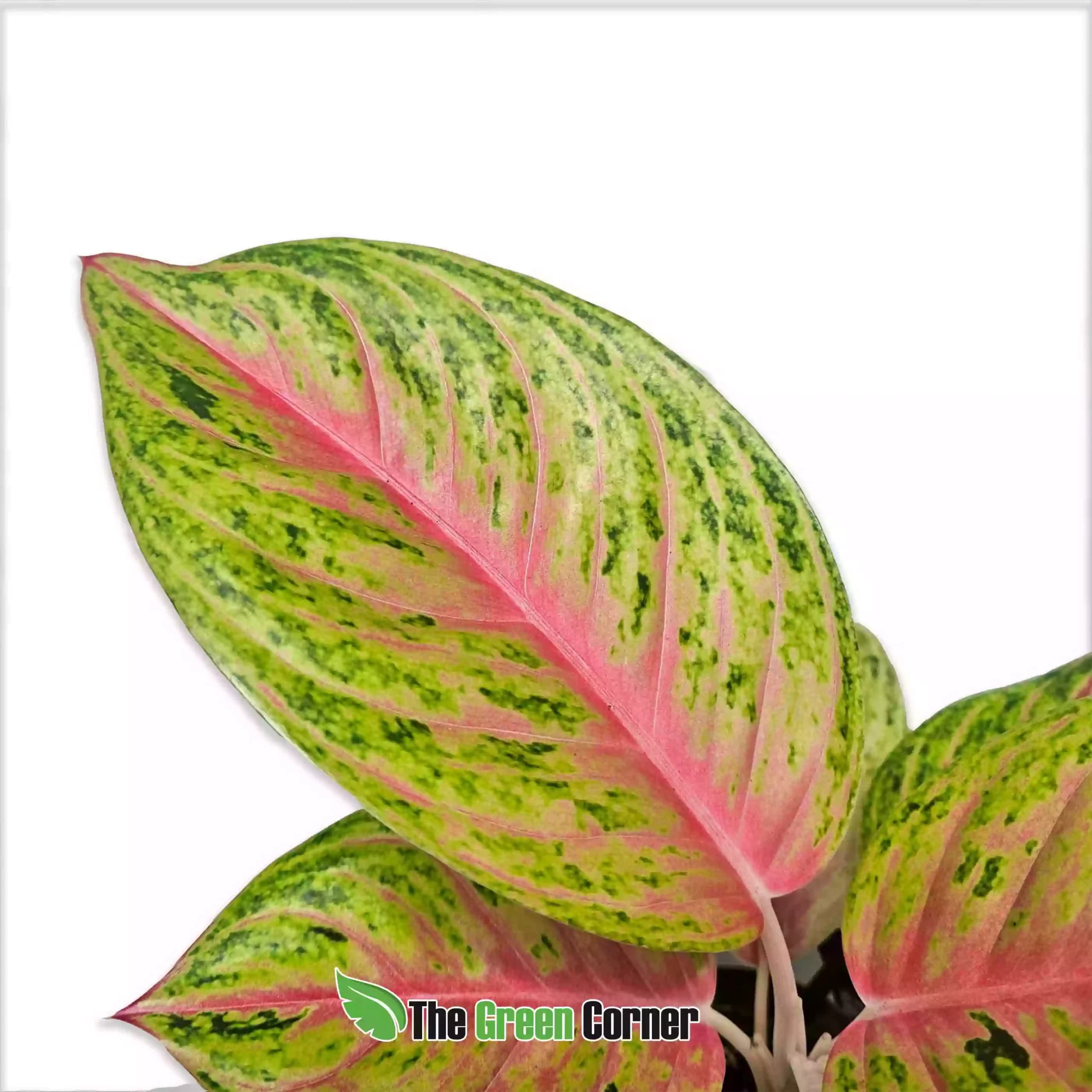 aglaonema-rose-parakeet