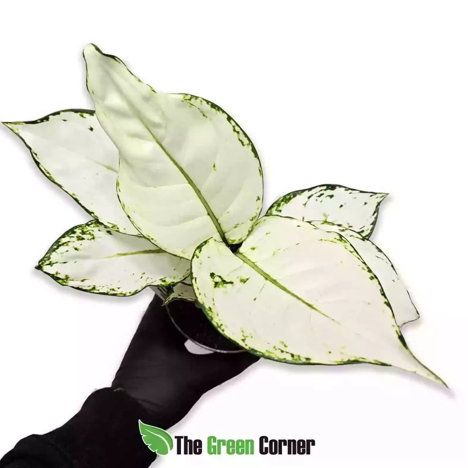 aglaonema-white-joy-1536x1536