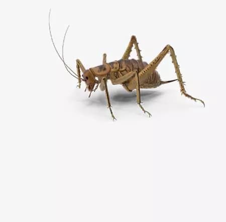 Alimento vivo
