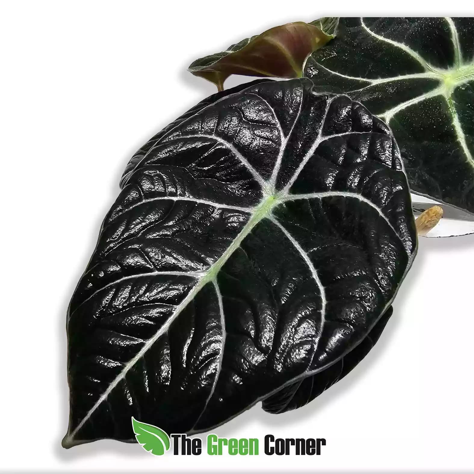 alocasia-black-velvet-hoja