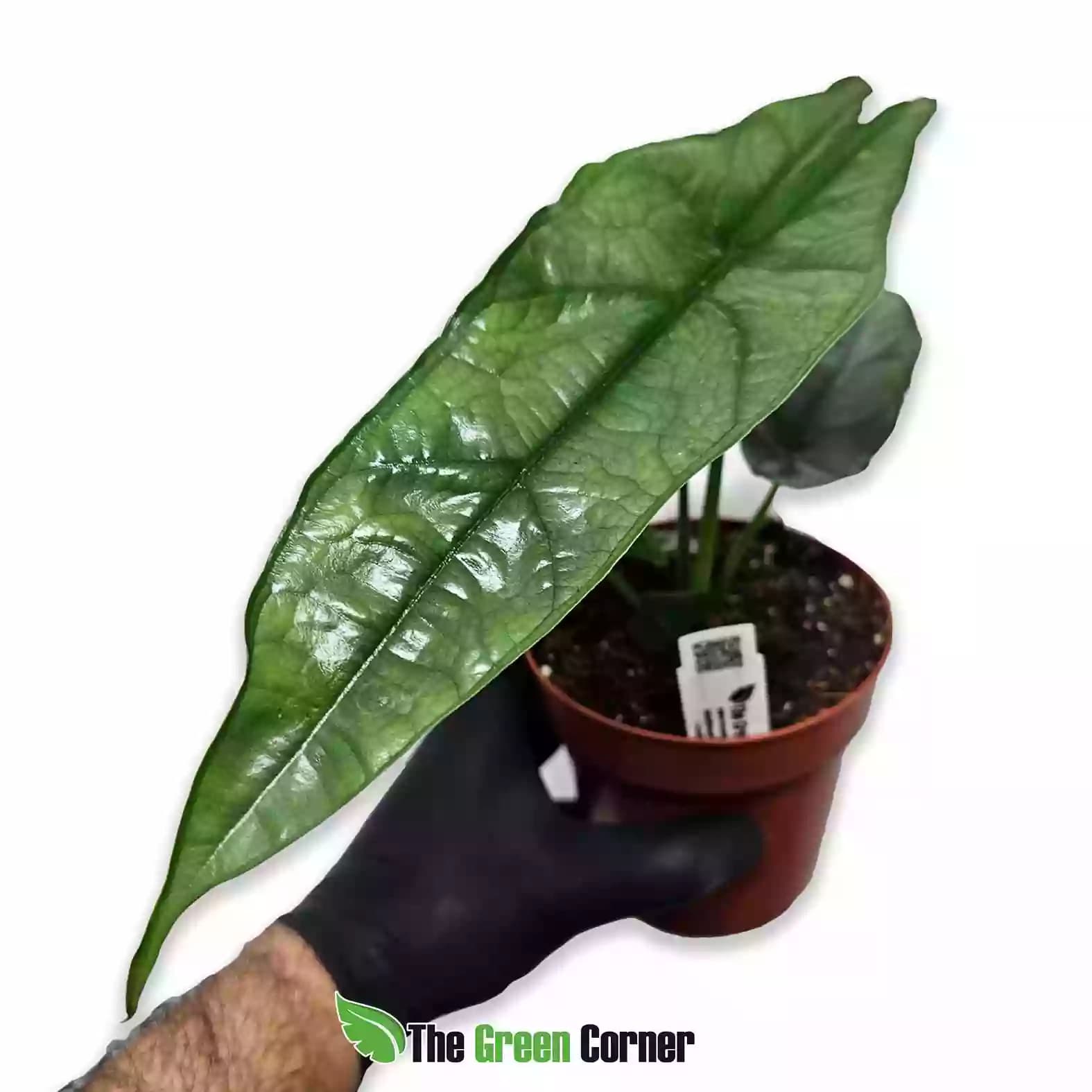 alocasia-dragons-breath-general