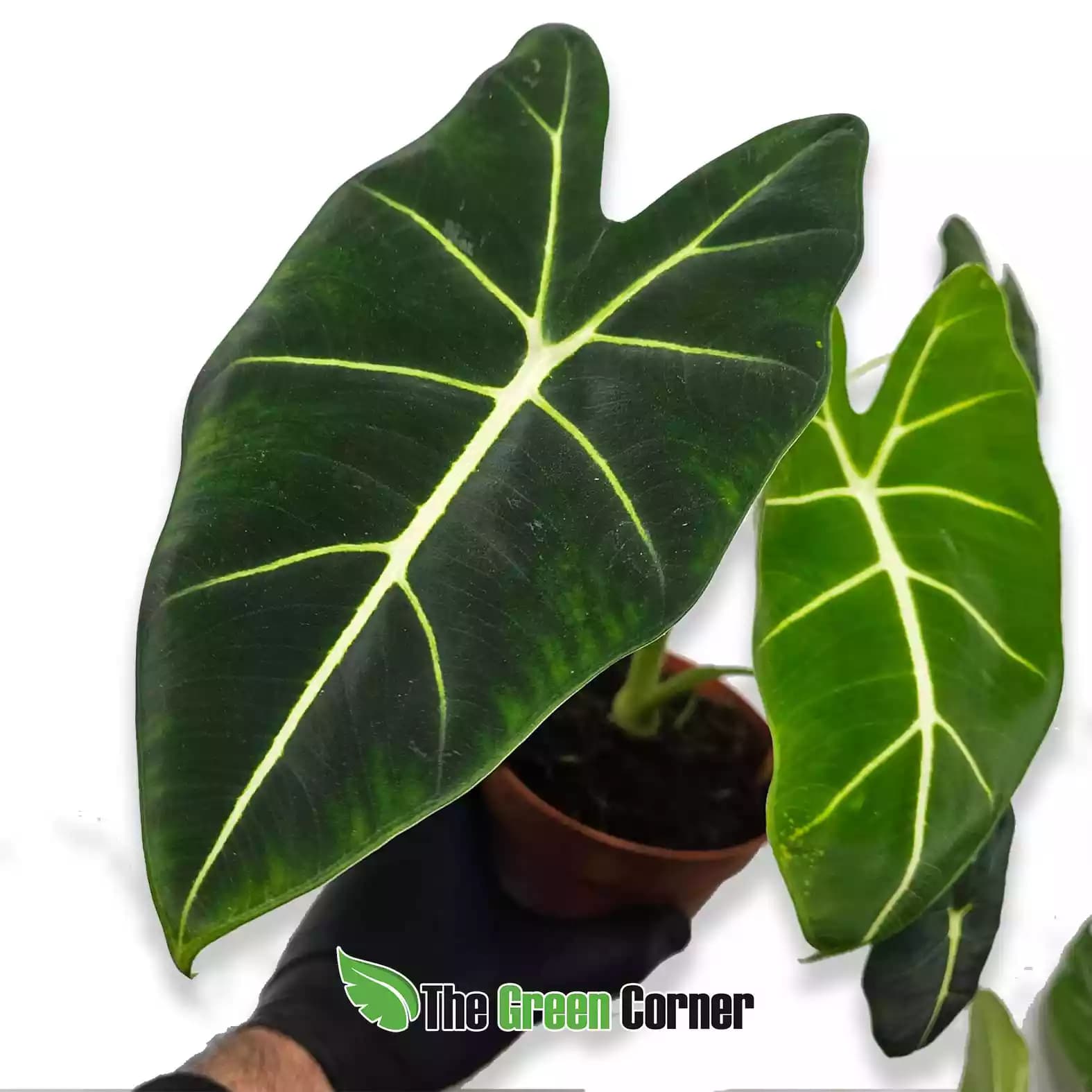 alocasia-frydeck-detalle