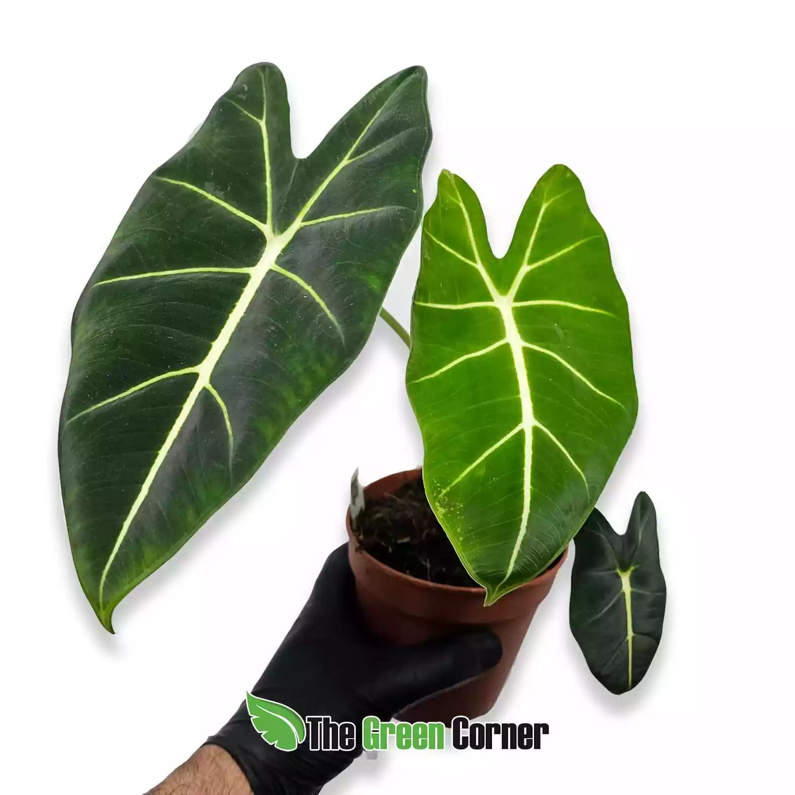 alocasia-frydeck-general
