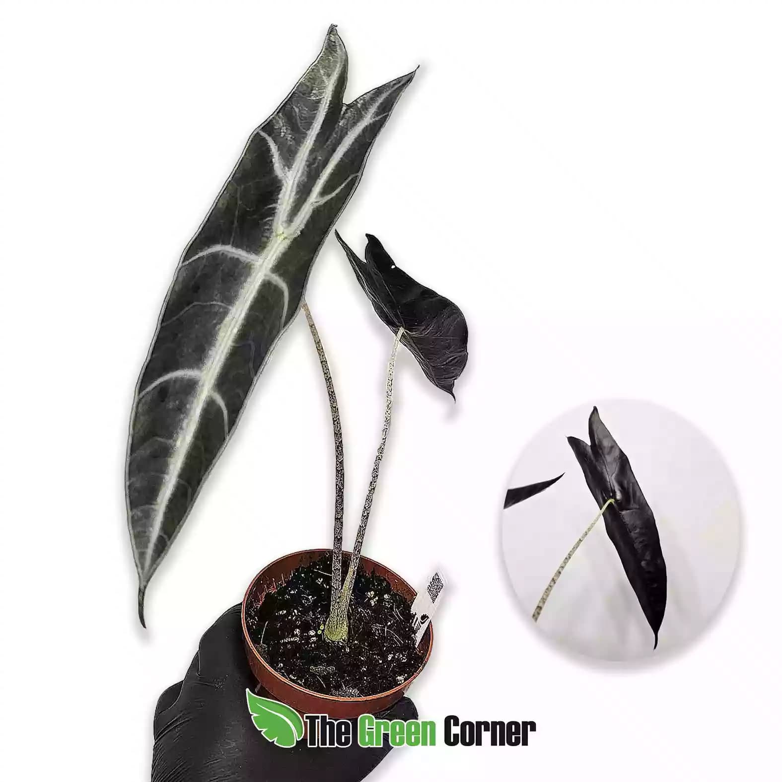 Alocasia longiloba ‘Purple’