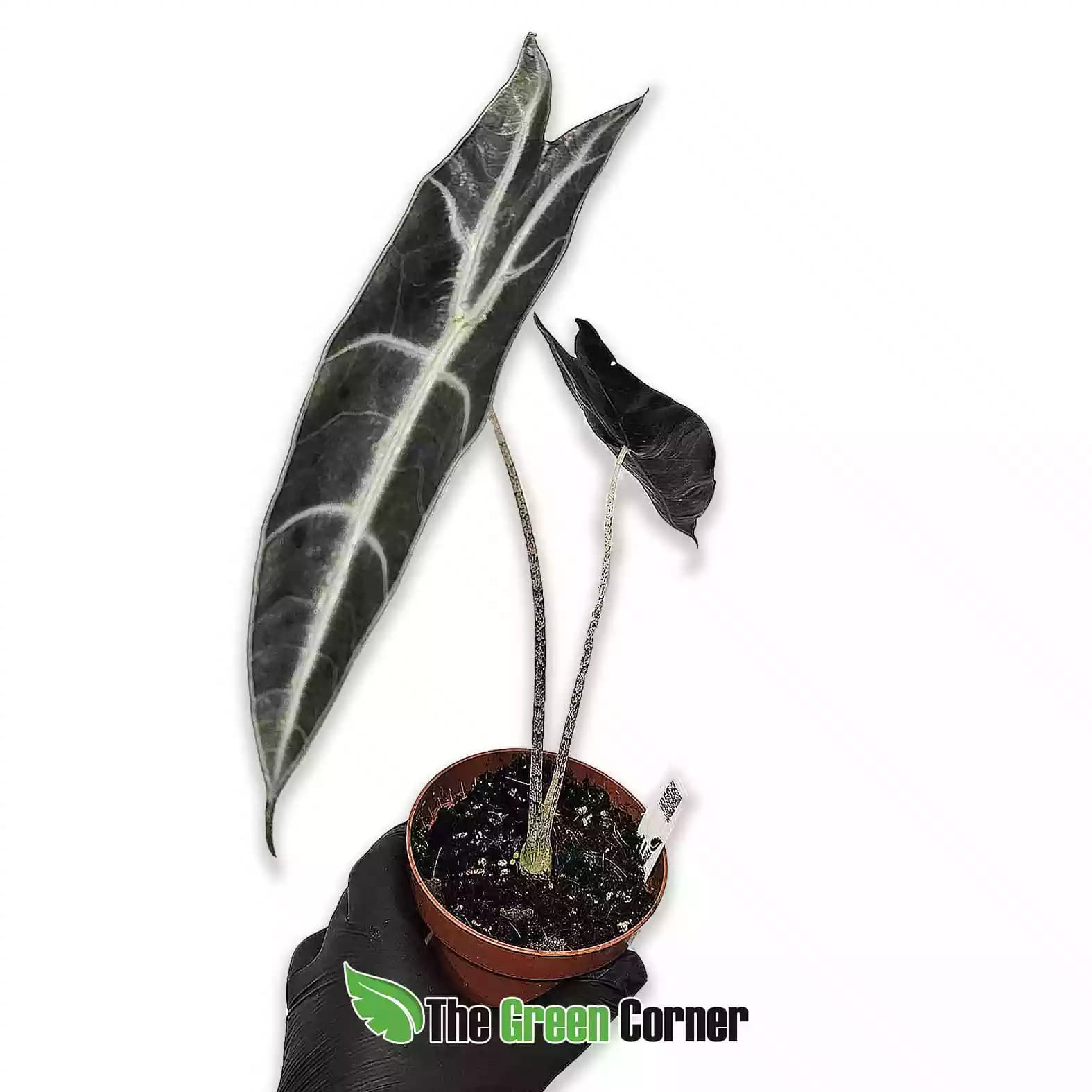 Alocasia longiloba ‘Purple’