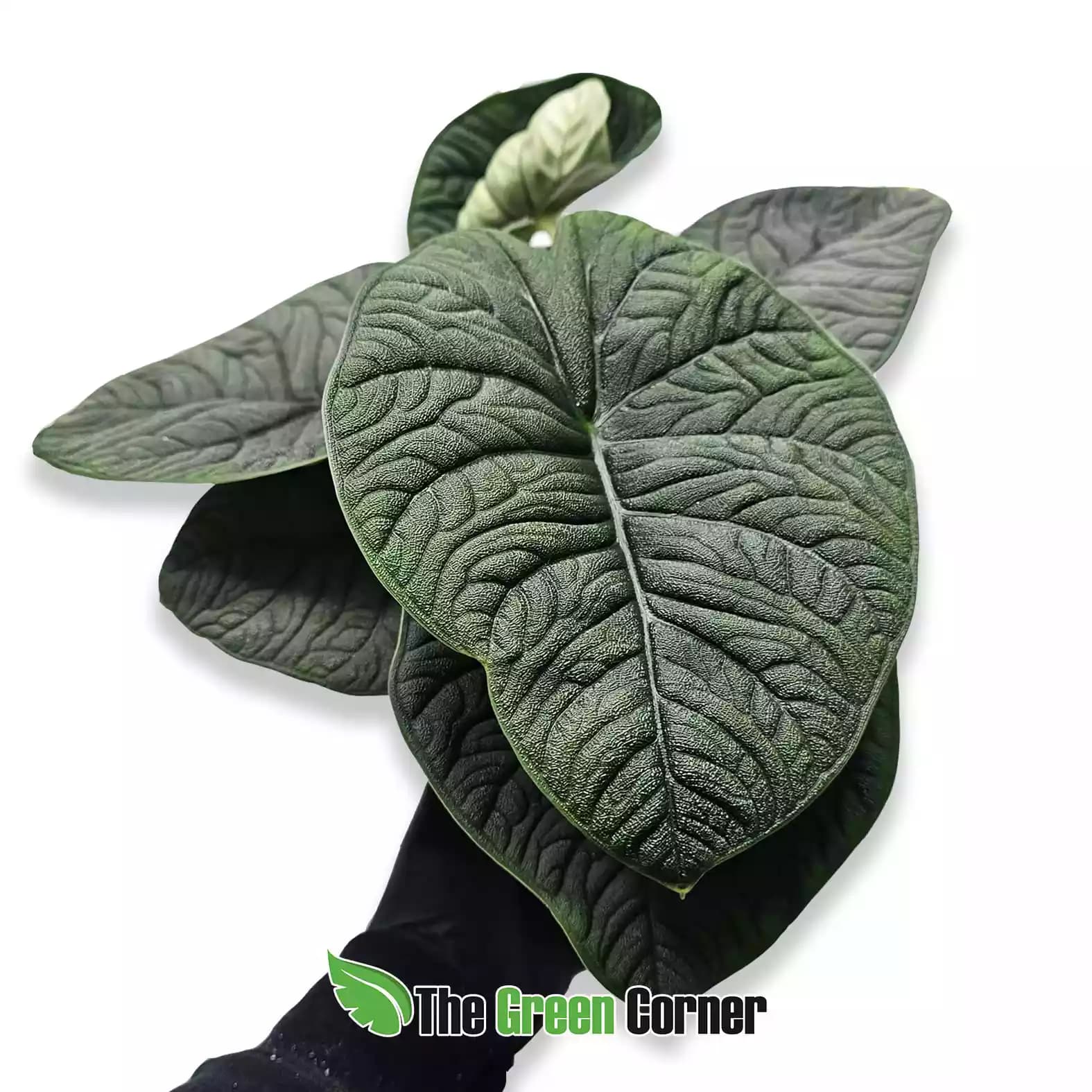 alocasia-melo-general
