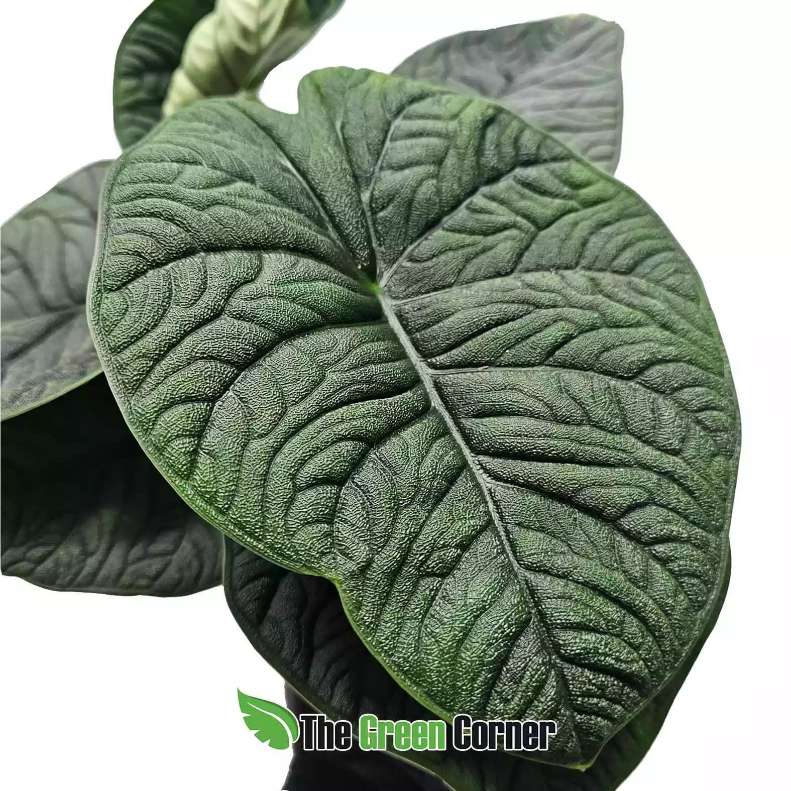 alocasia-melo-hoja