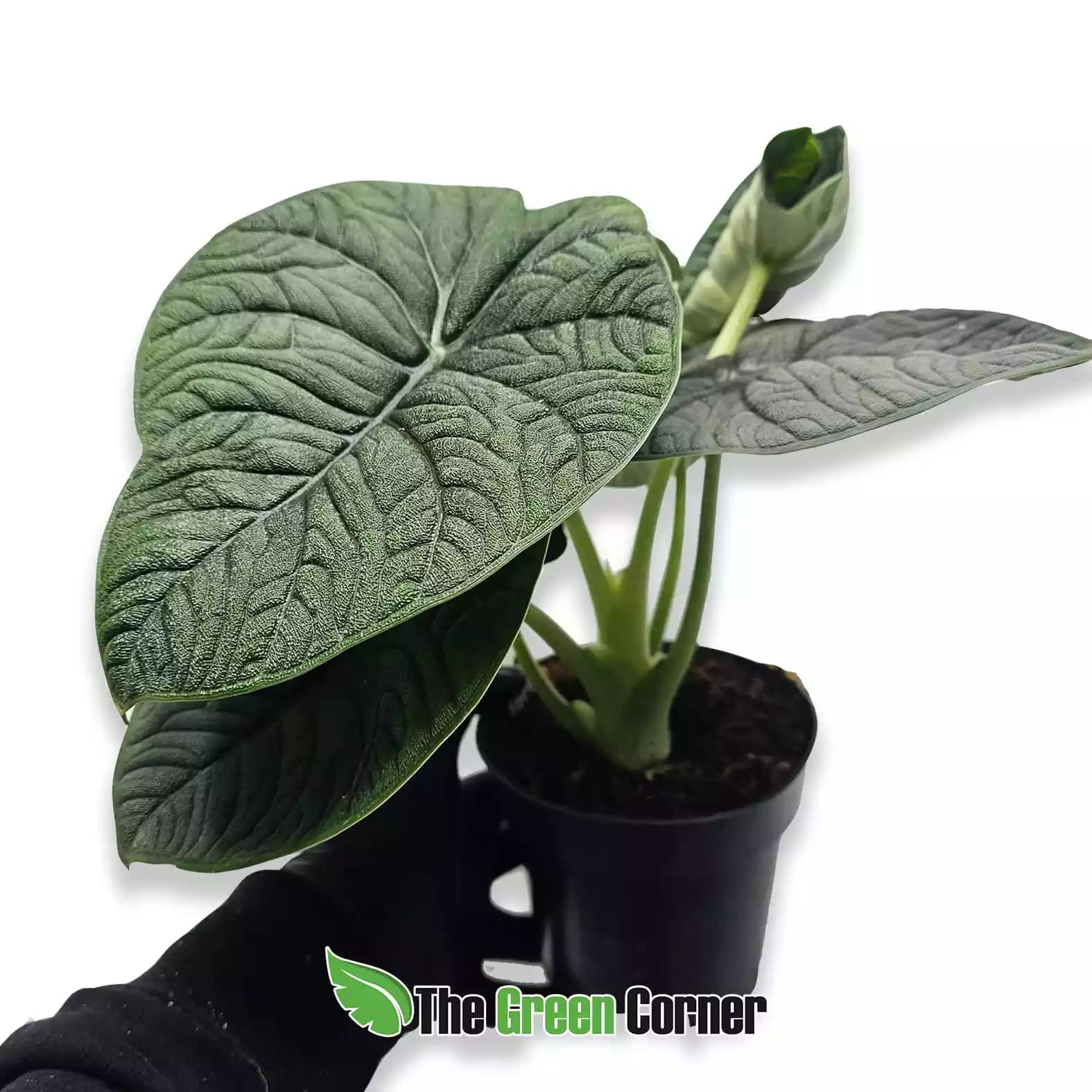 alocasia-melo-maceta
