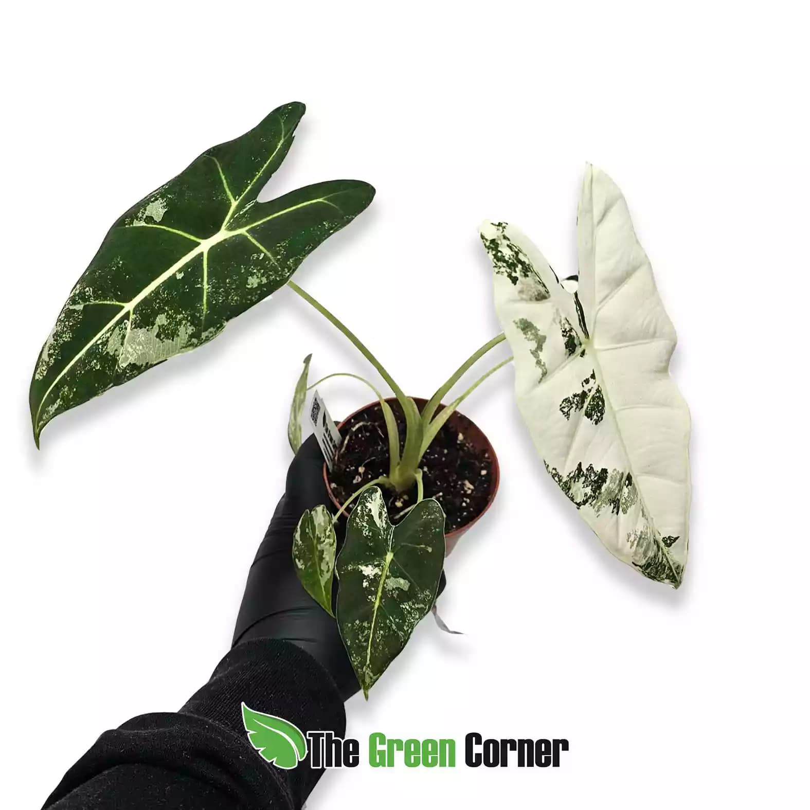alocasia-mic-gneral-2