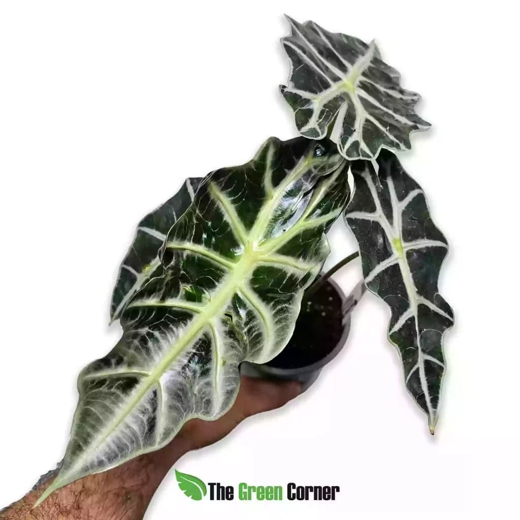 alocasia-poly-general-1024x1024