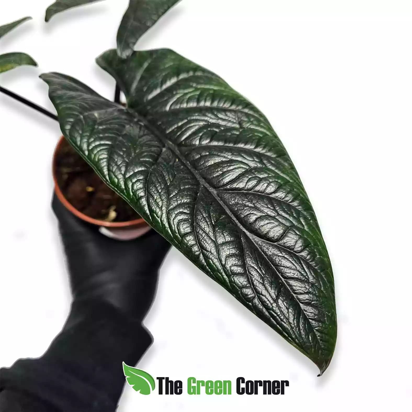 alocasia-scalprum-hoja