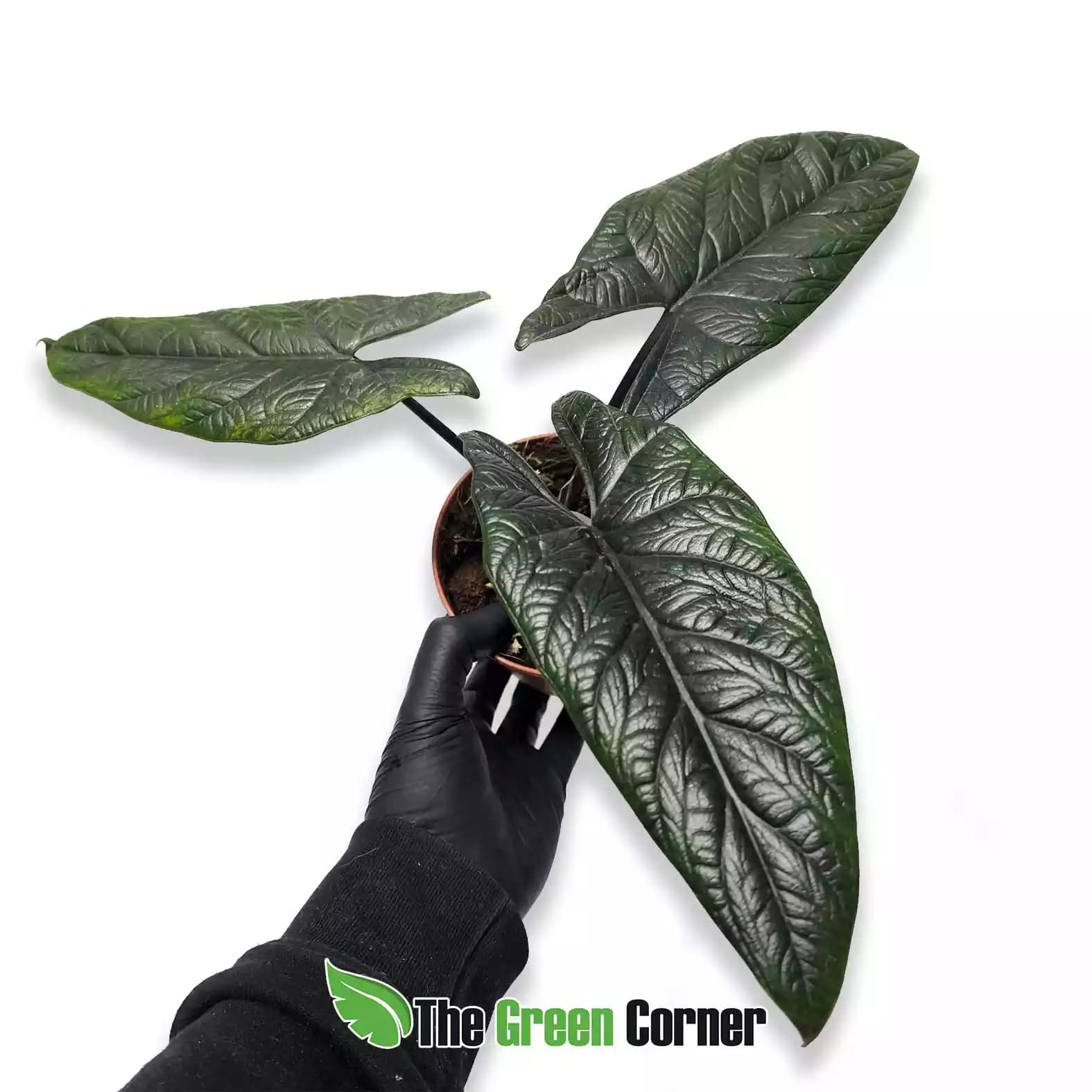 alocasia-scalprum