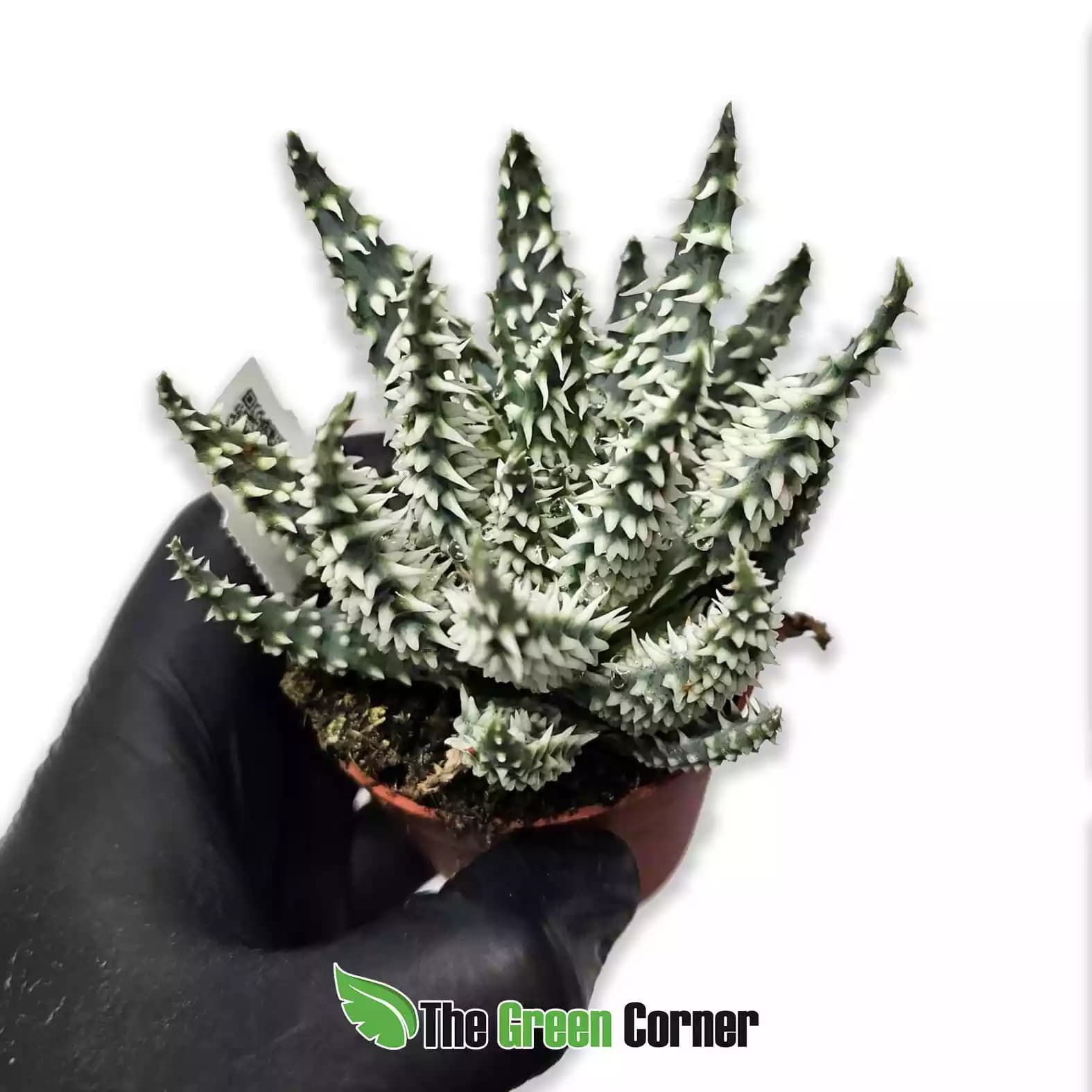 Aloe humilis