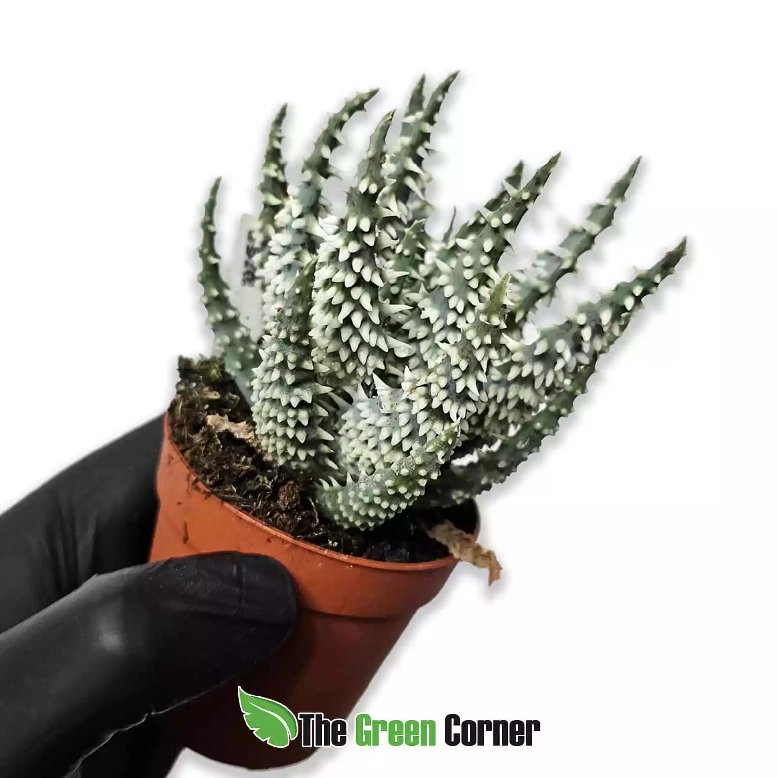 Aloe humilis