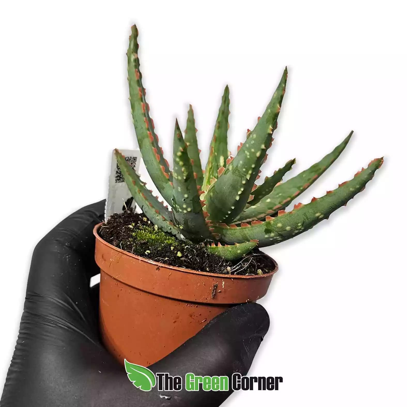 Aloe vitro