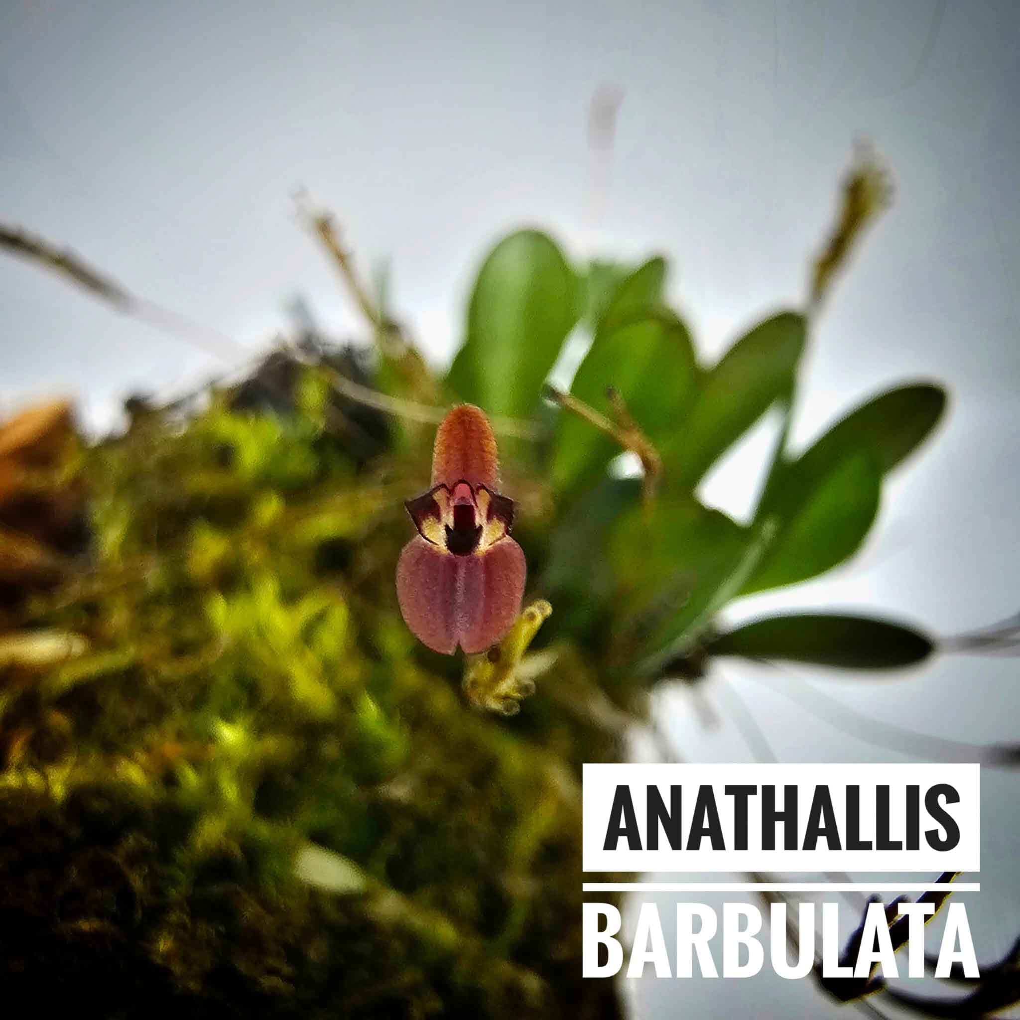 Anathallis barbulata: Orquideas de ecuador. 2