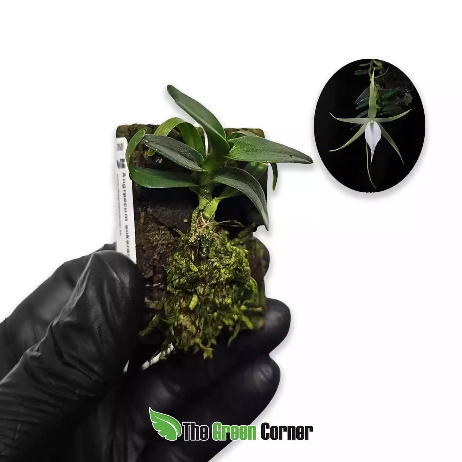 Angraecum ankeranense