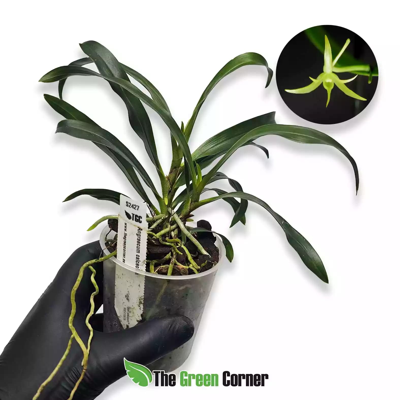 angraecum-calceolus