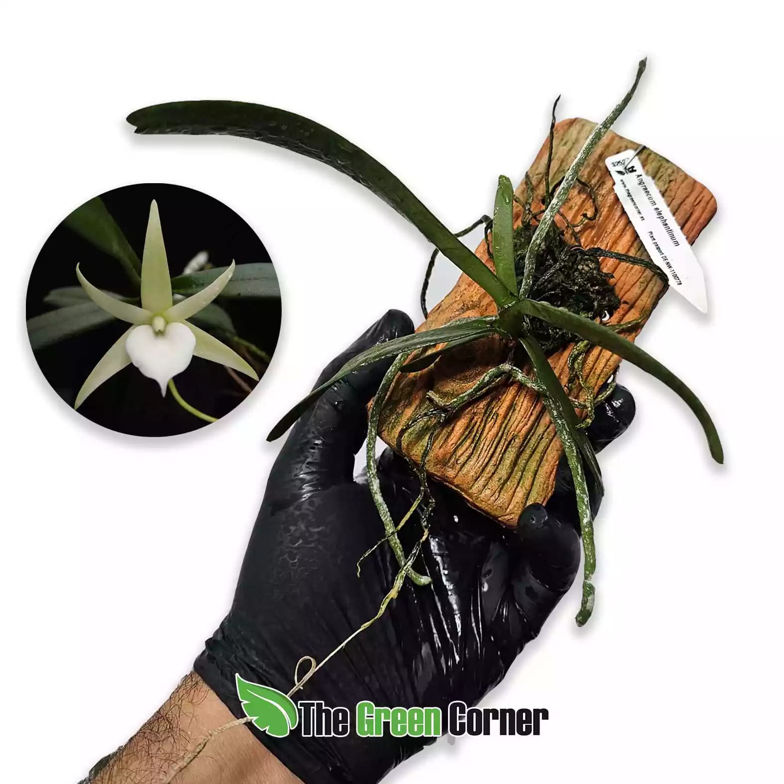 Angraecum elephantinum