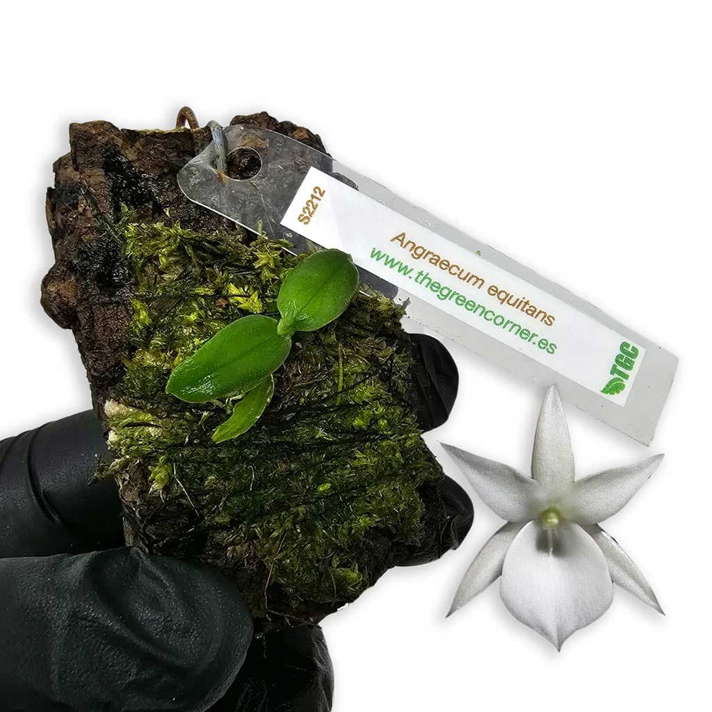 angraecum-equitans