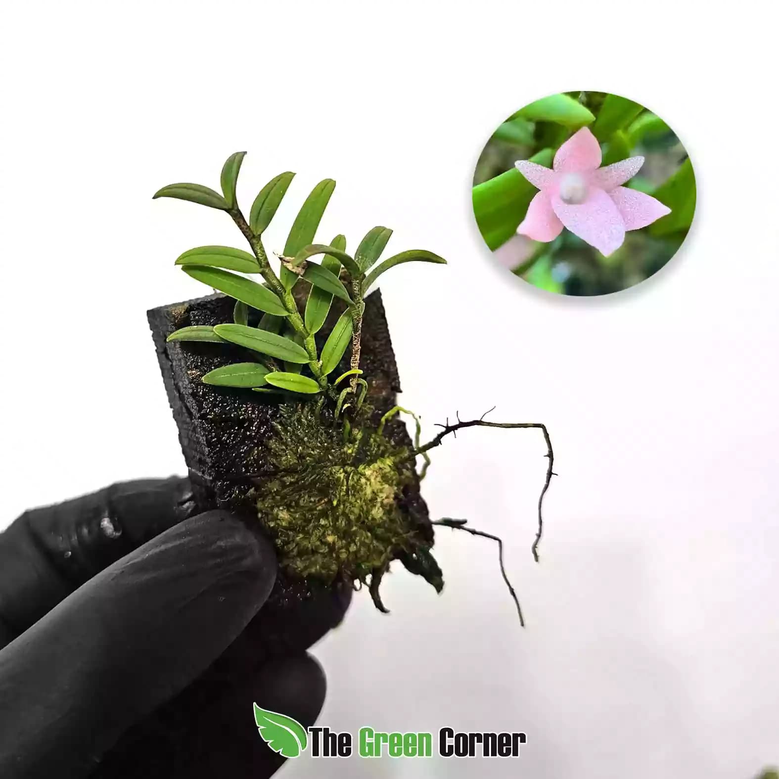 Angraecum pectinatum Pink