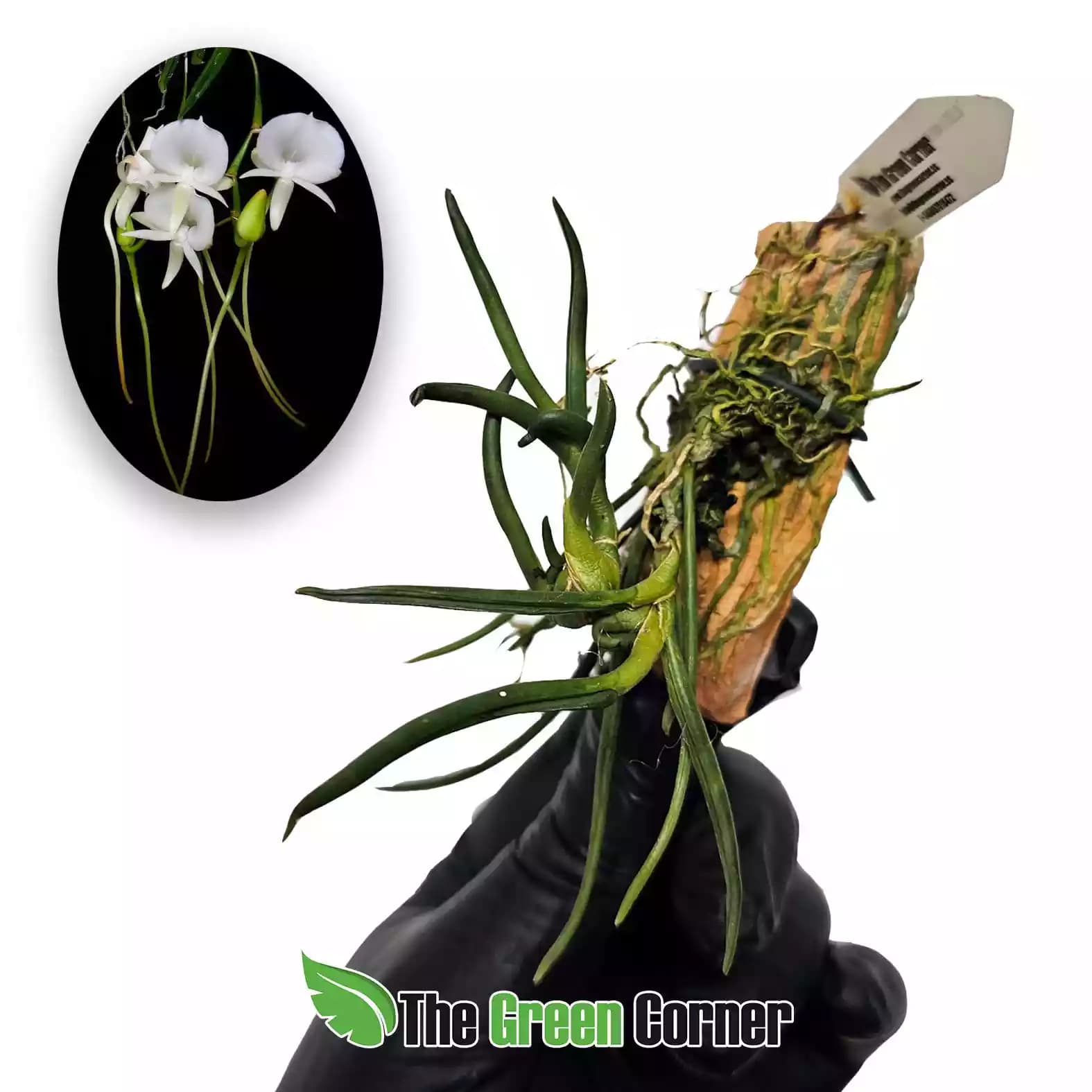 angraecum-scottianum