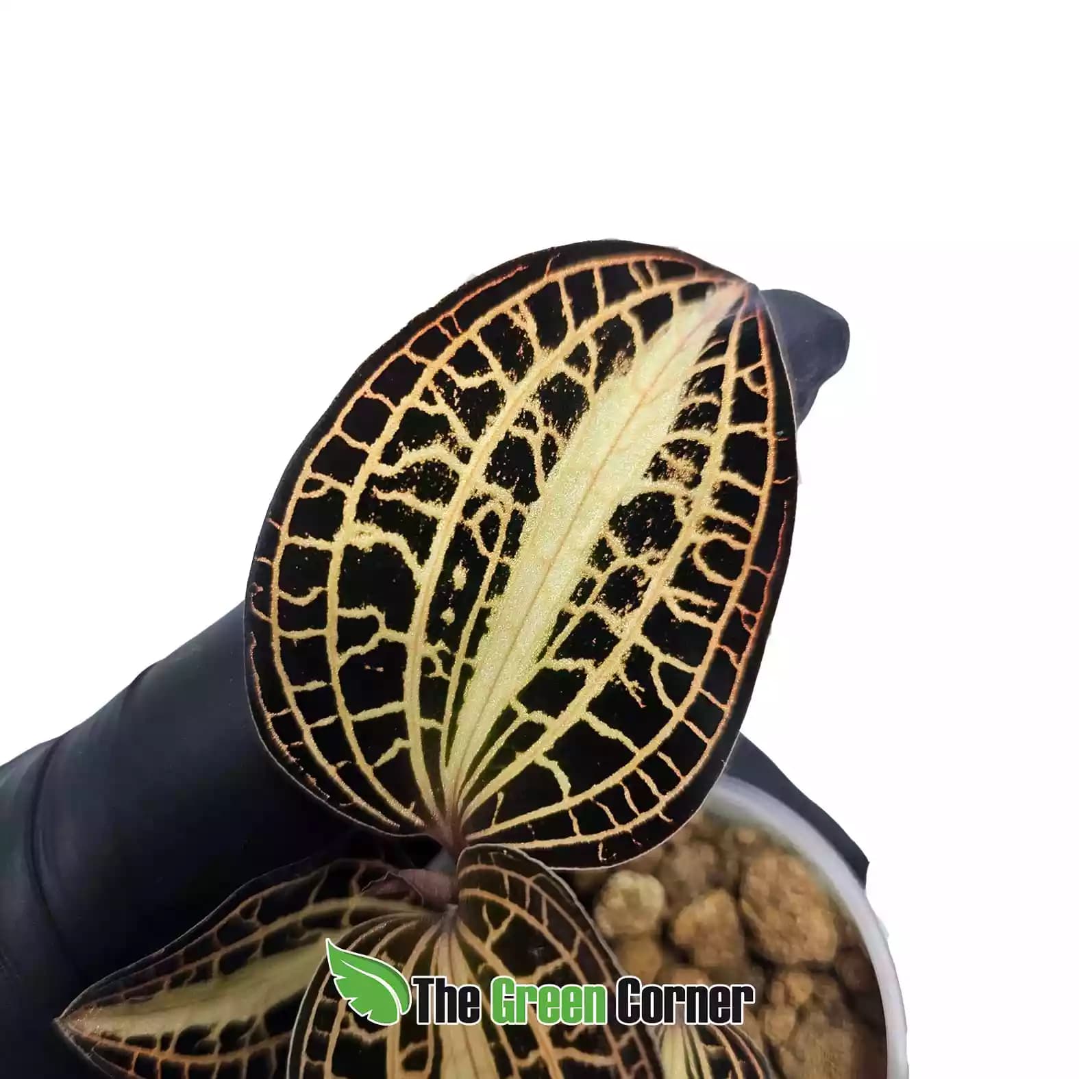 anoectochilus-albolineatus-detalle