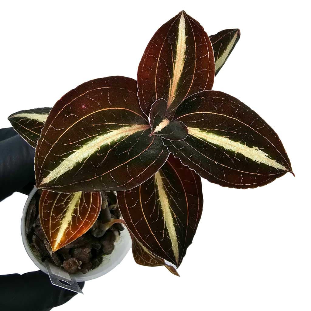 anoectochilus-leyli